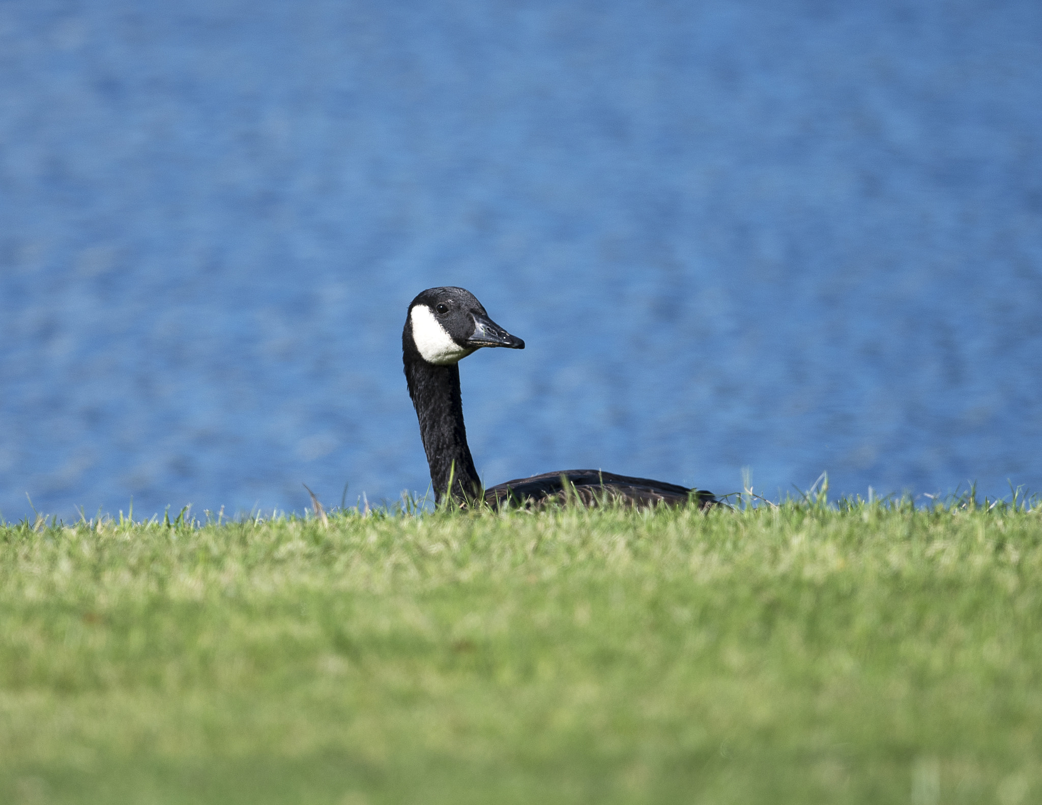 Nikon AF-S Nikkor 800mm F5.6E FL ED VR sample photo. Day at the lake photography