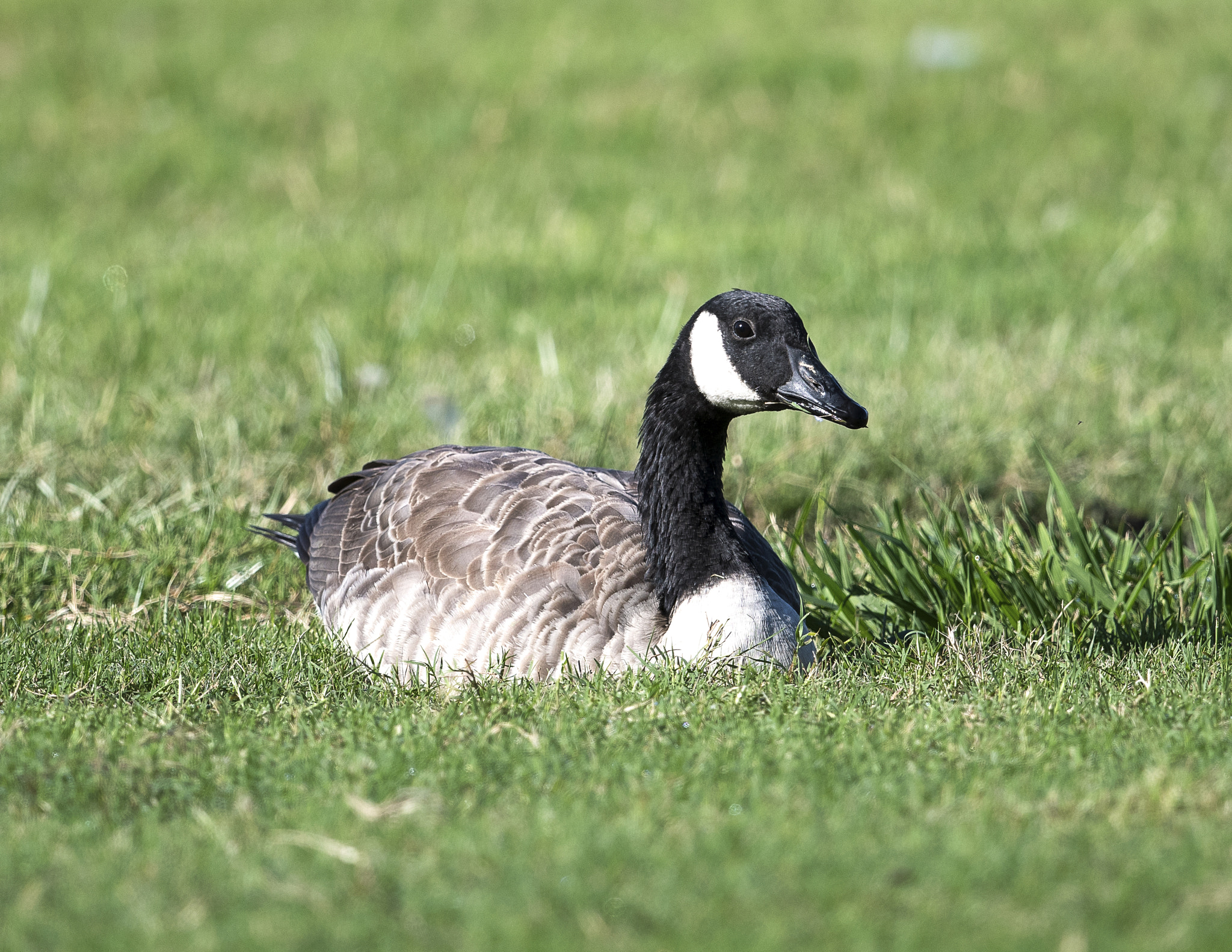 Nikon AF-S Nikkor 800mm F5.6E FL ED VR sample photo. Day at the lake photography