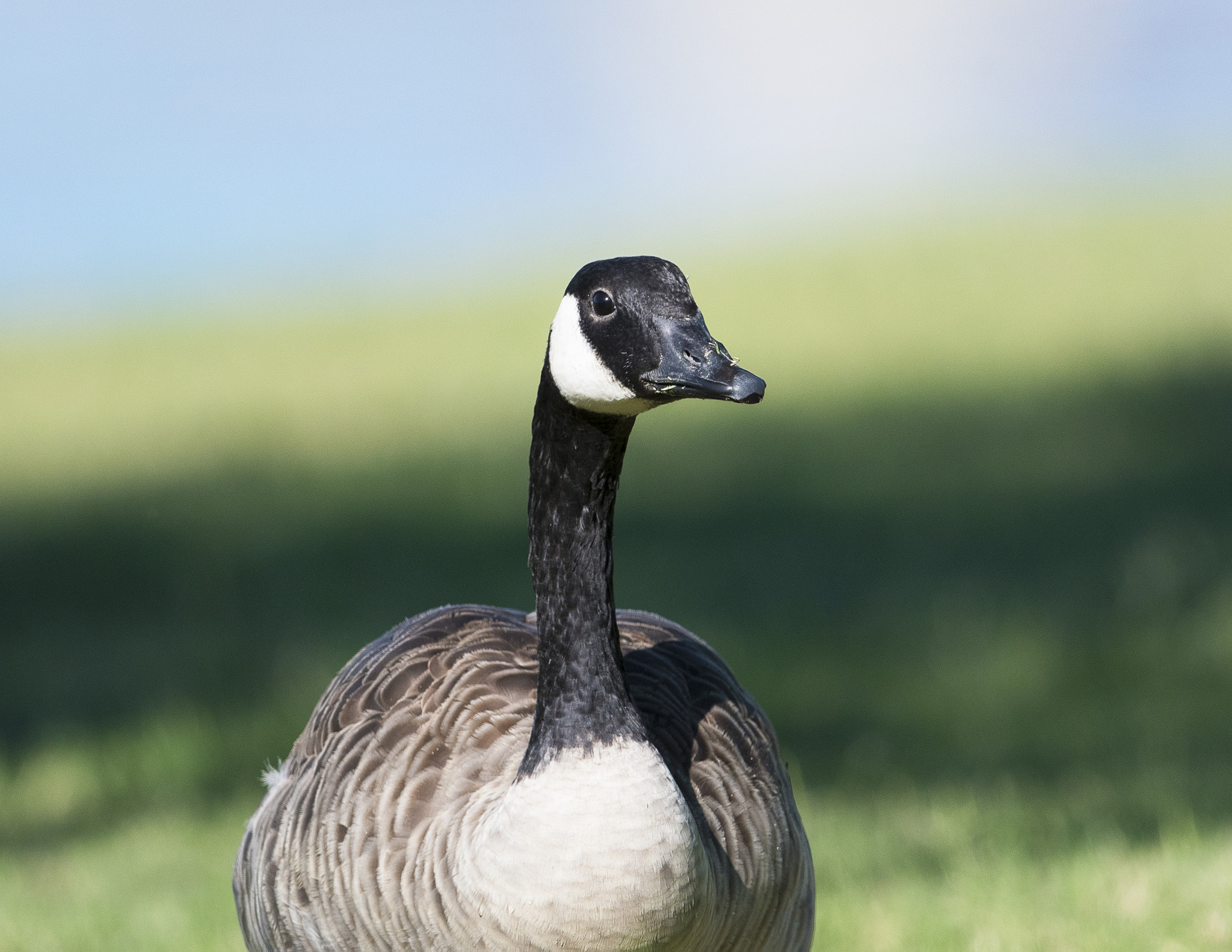 Nikon AF-S Nikkor 800mm F5.6E FL ED VR sample photo. Day at the lake photography
