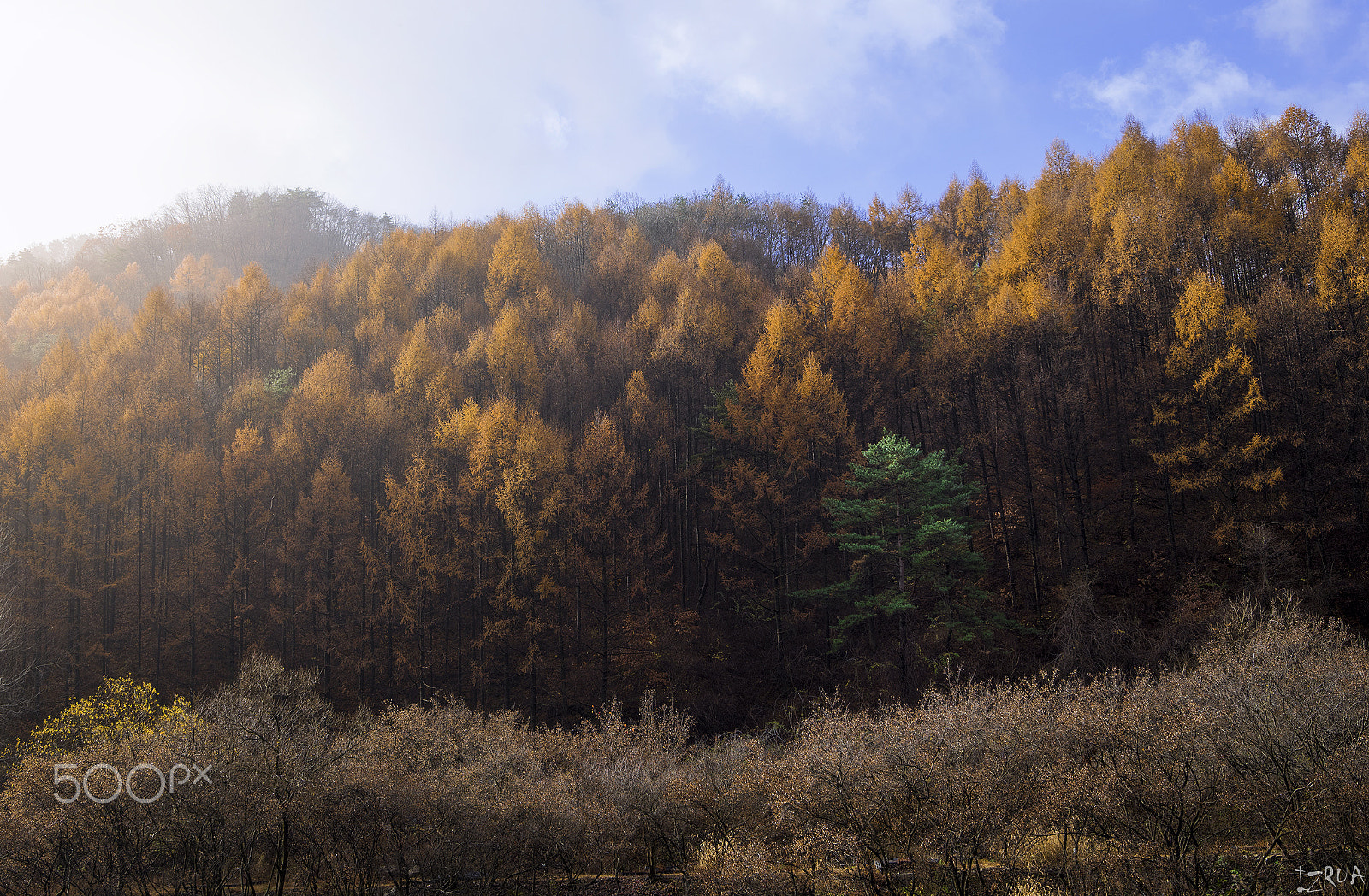 HD Pentax-DA645 28-45mm F4.5ED AW SR sample photo. A special tree photography