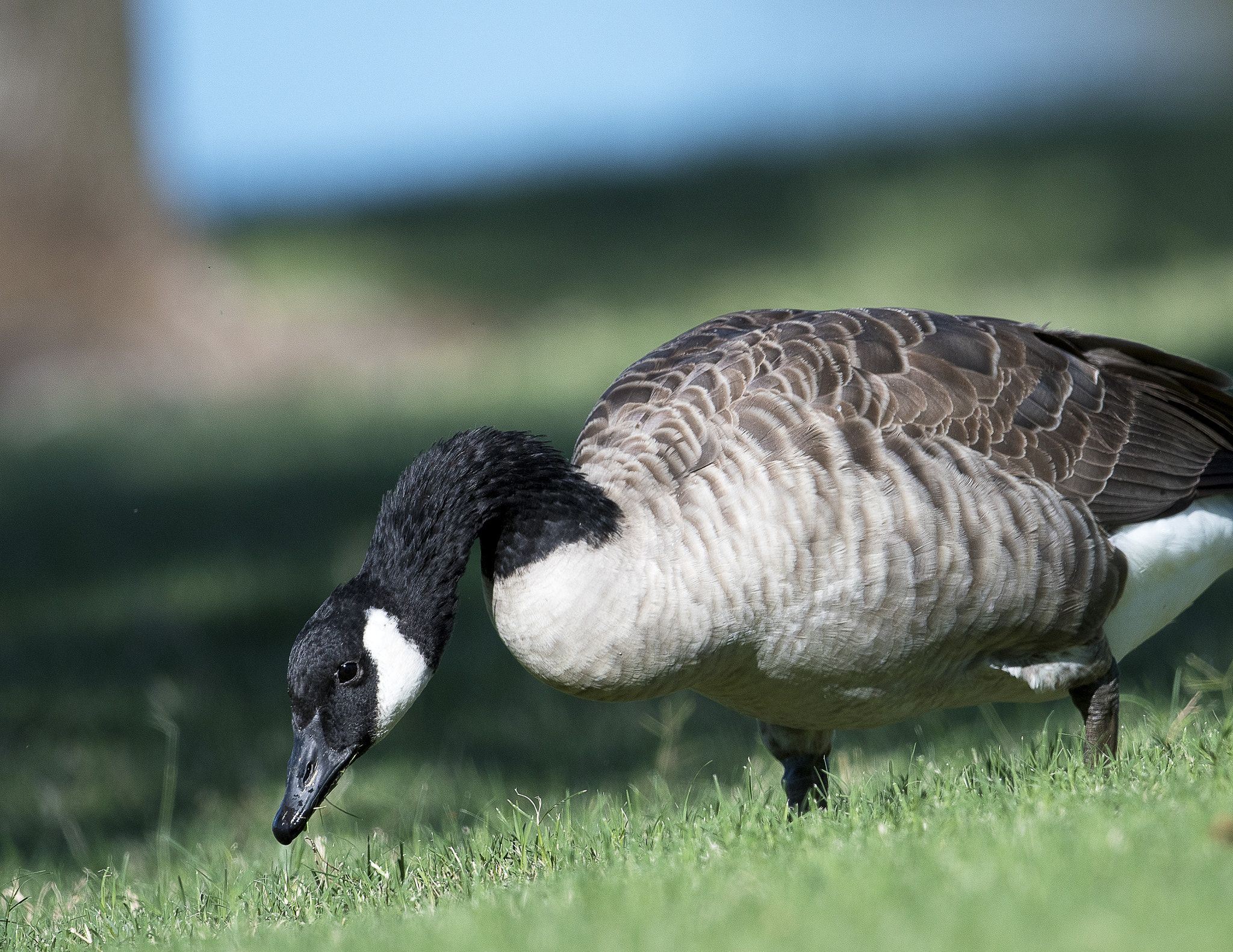 Nikon AF-S Nikkor 800mm F5.6E FL ED VR sample photo. Day at the lake photography