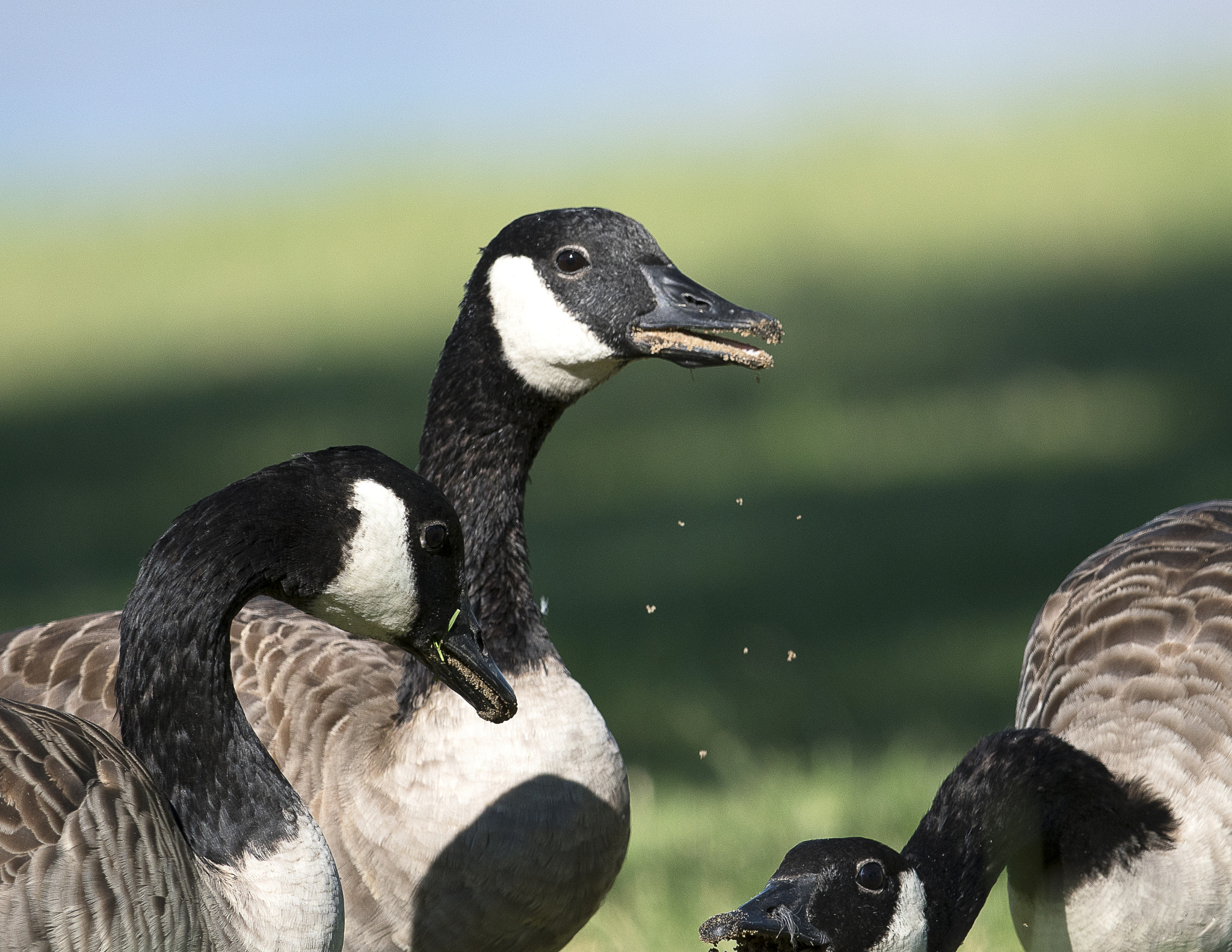Nikon AF-S Nikkor 800mm F5.6E FL ED VR sample photo. Day at the lake photography