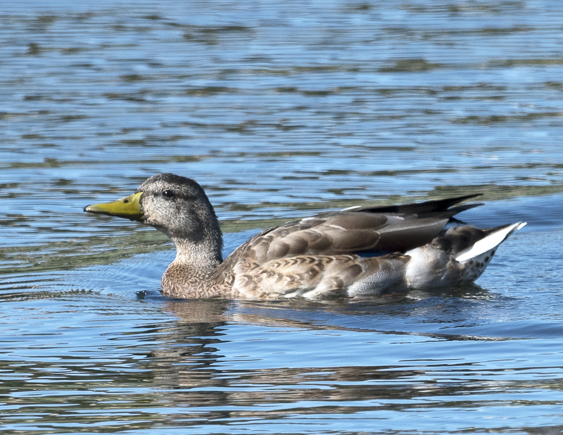 Nikon AF-S Nikkor 800mm F5.6E FL ED VR sample photo. Day at the lake photography
