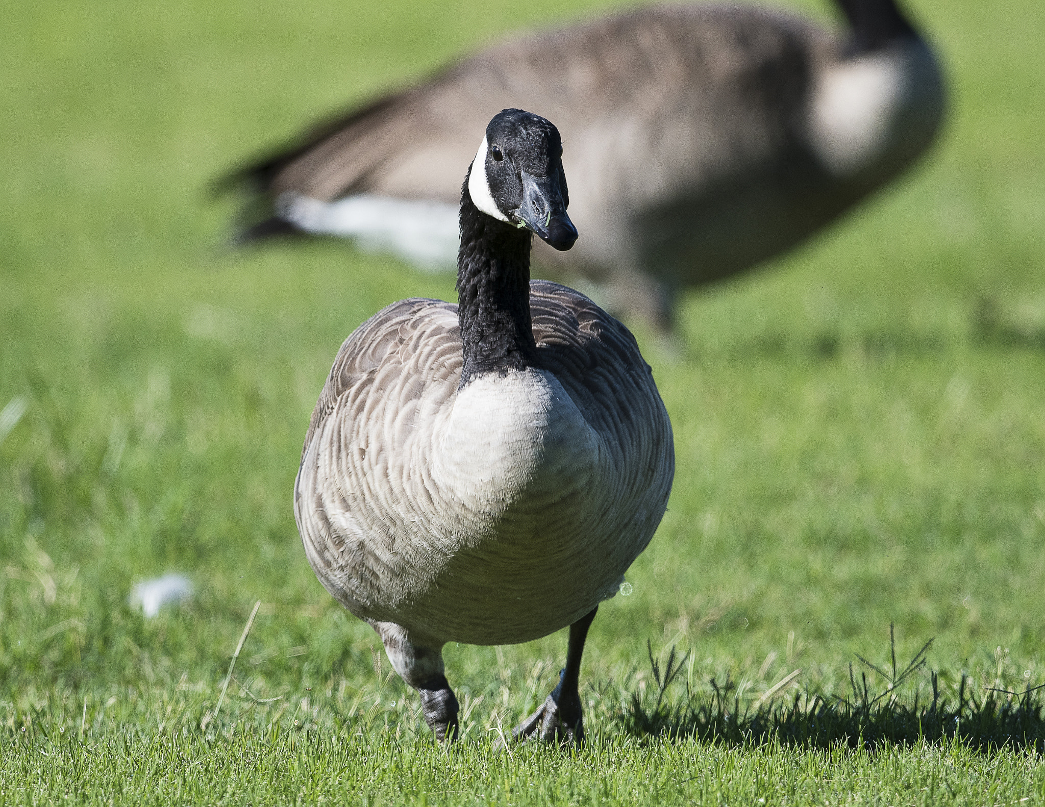 Nikon AF-S Nikkor 800mm F5.6E FL ED VR sample photo. Day at the lake photography
