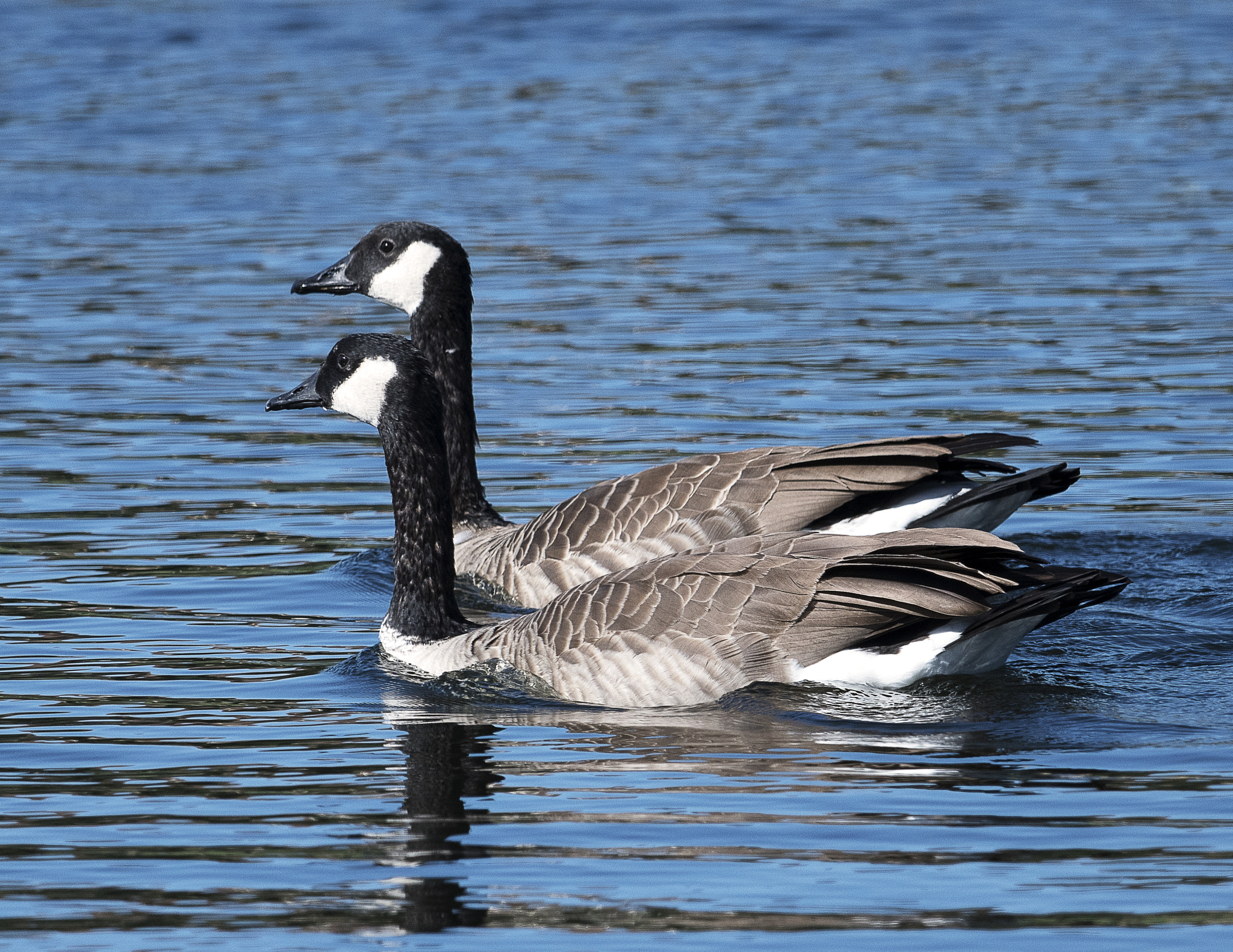 Nikon AF-S Nikkor 800mm F5.6E FL ED VR sample photo. Day at the lake photography