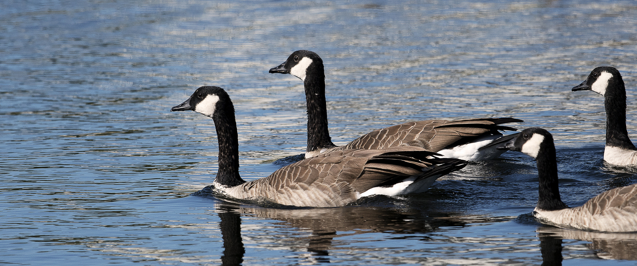 Nikon AF-S Nikkor 800mm F5.6E FL ED VR sample photo. Day at the lake photography