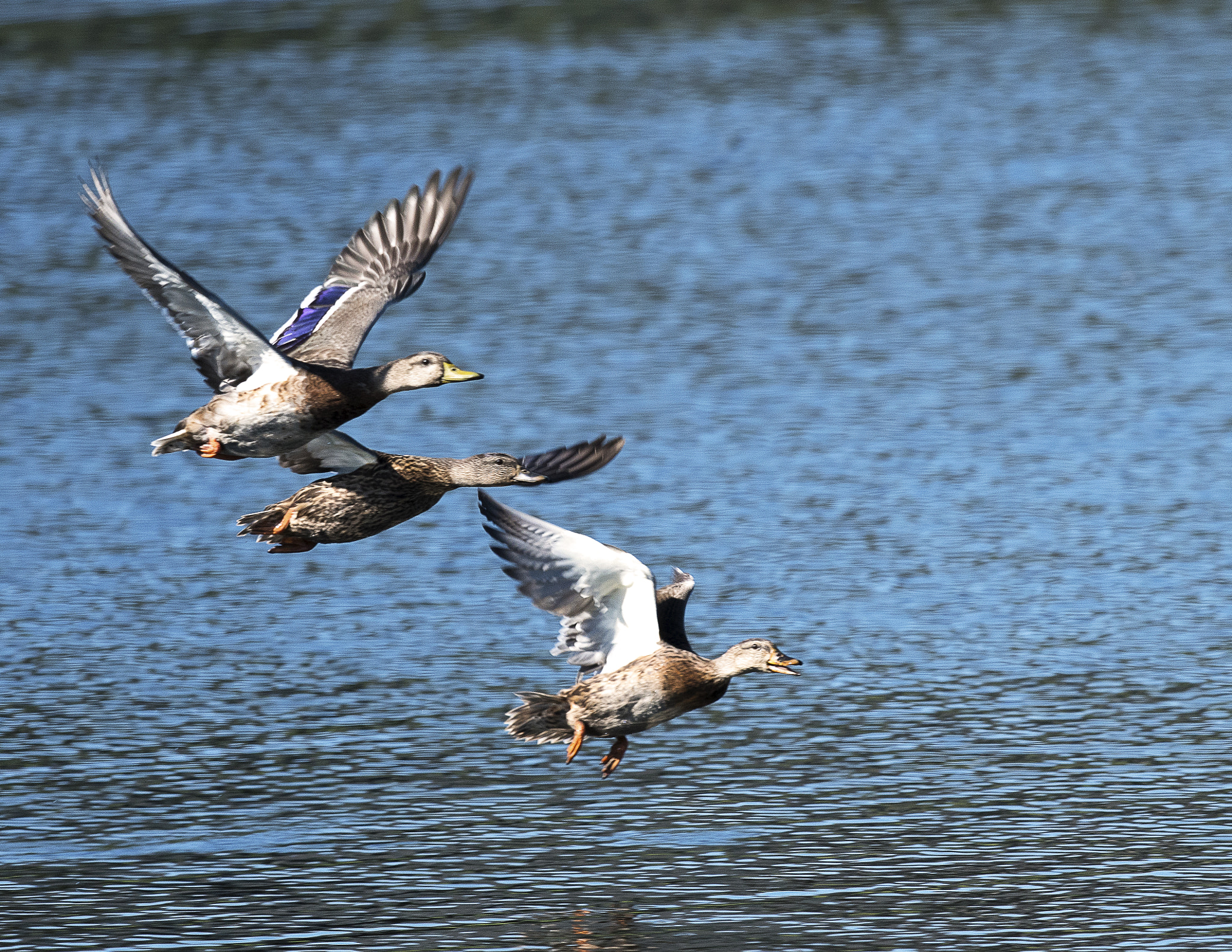 Nikon AF-S Nikkor 800mm F5.6E FL ED VR sample photo. Day at the lake photography