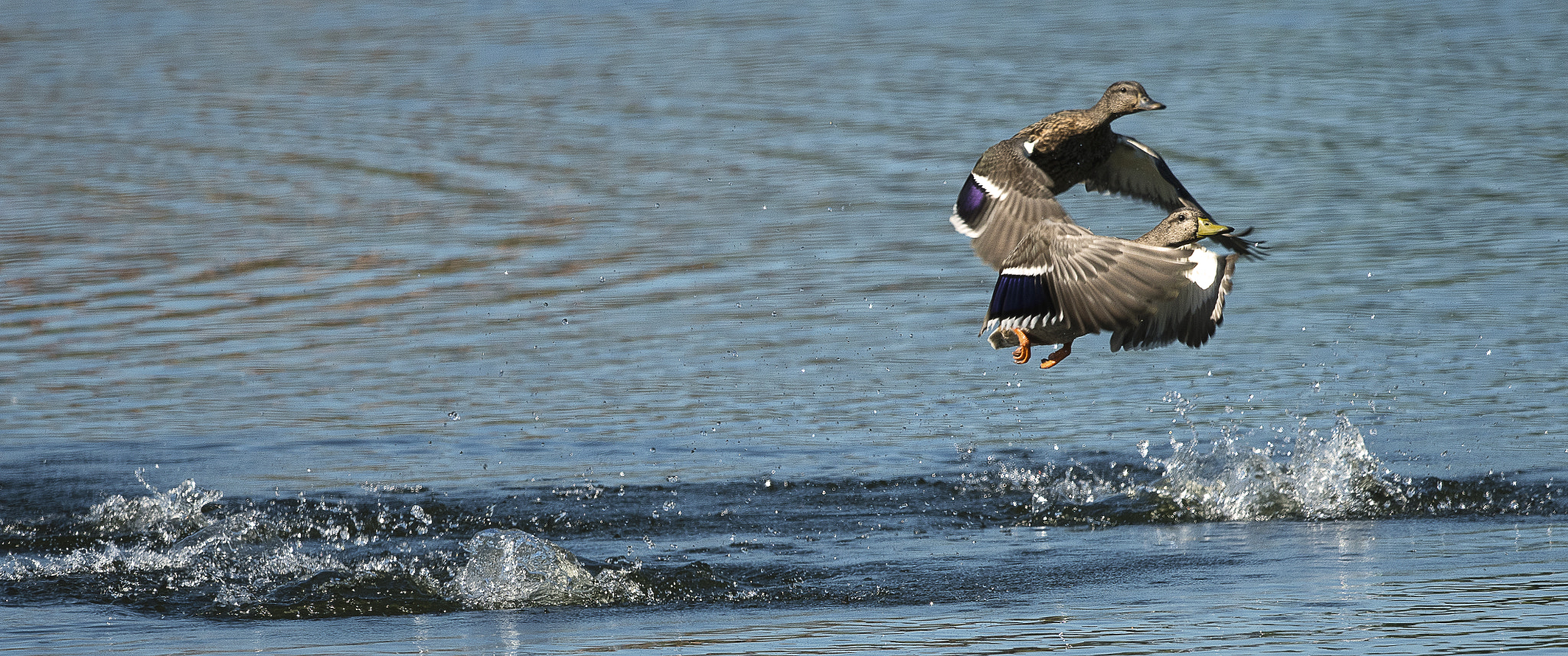 Nikon AF-S Nikkor 800mm F5.6E FL ED VR sample photo. Day at the lake photography