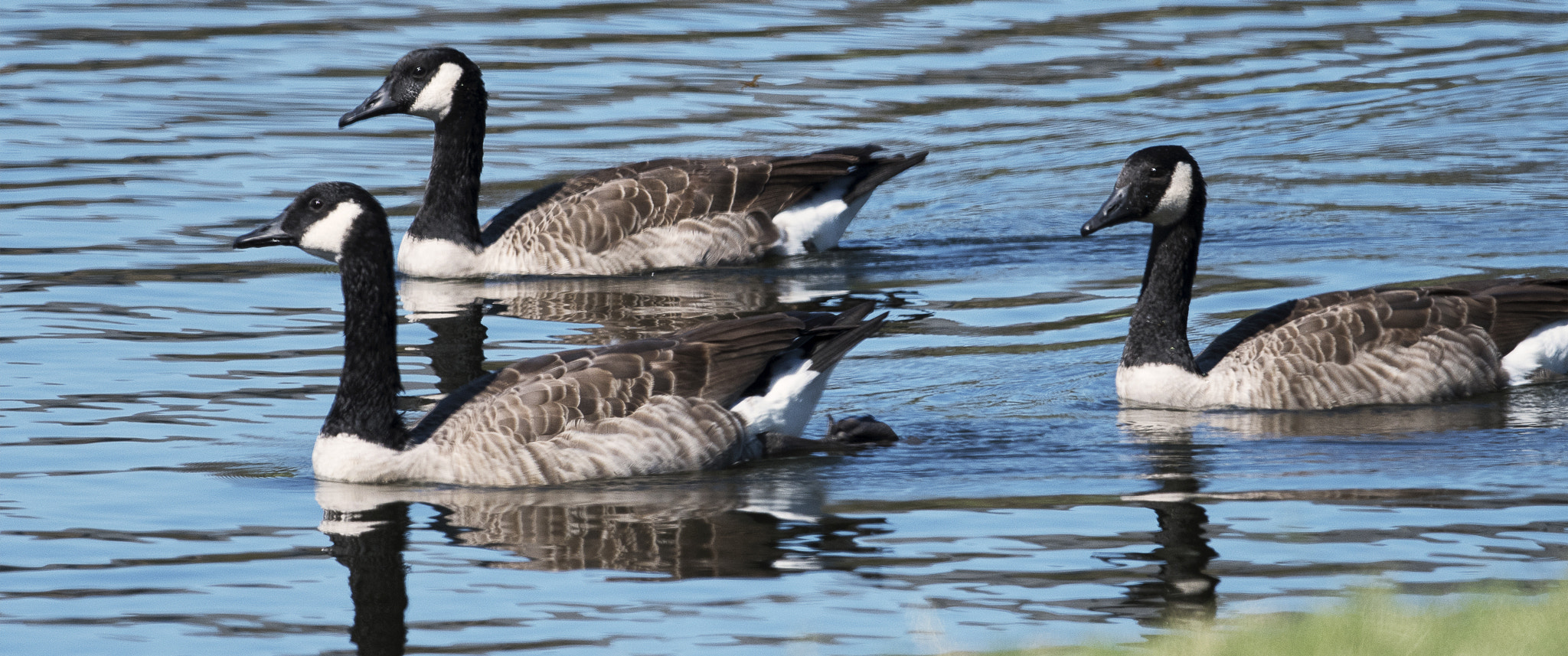 Nikon AF-S Nikkor 800mm F5.6E FL ED VR sample photo. Day at the lake photography