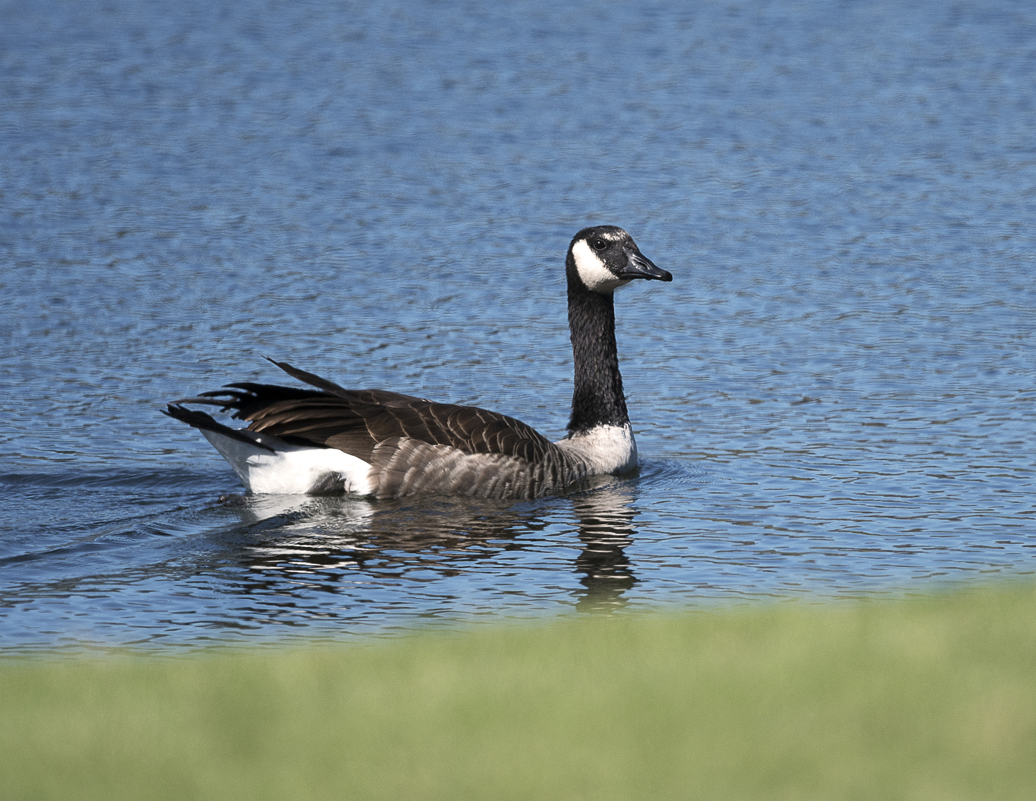 Nikon AF-S Nikkor 800mm F5.6E FL ED VR sample photo. Day at the lake photography