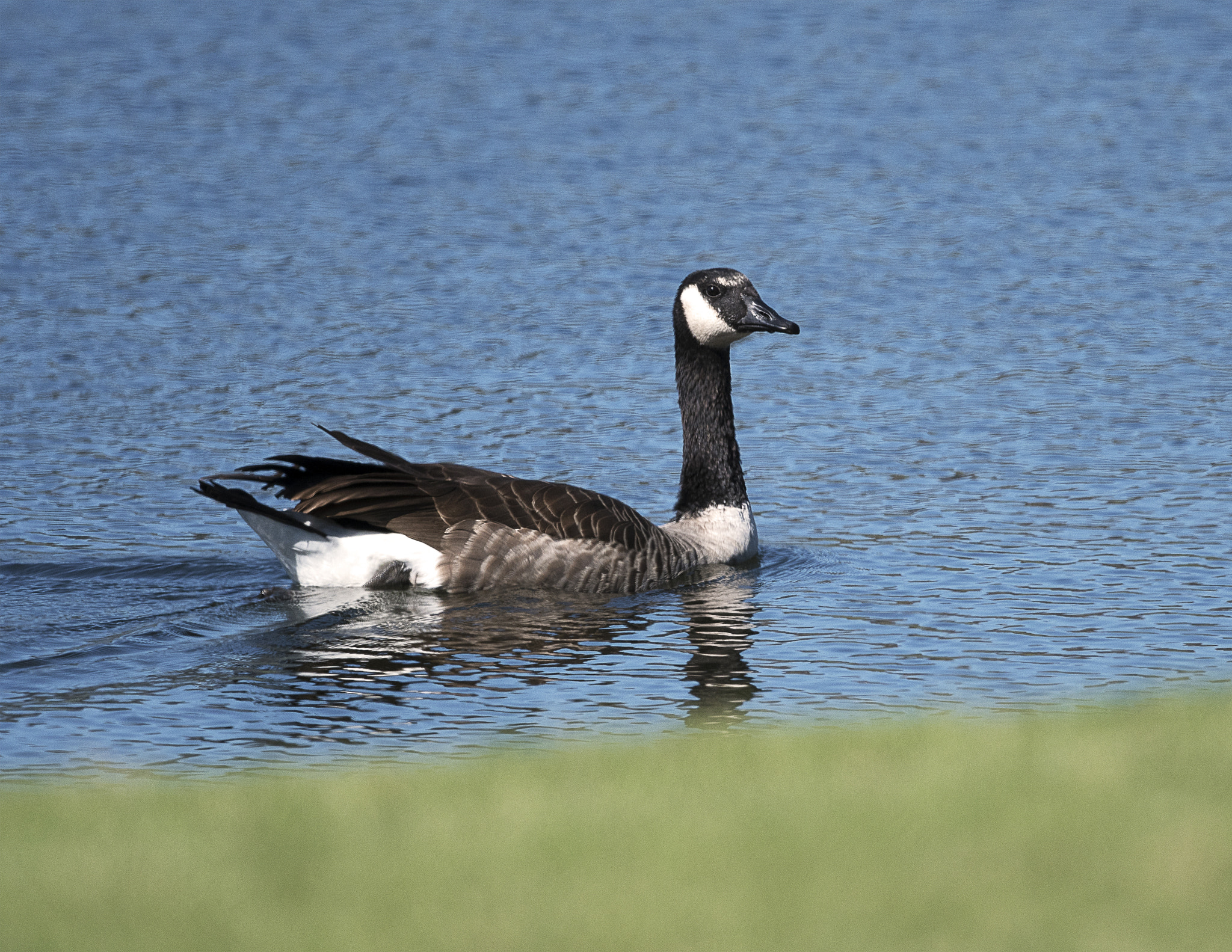 Nikon D500 + Nikon AF-S Nikkor 800mm F5.6E FL ED VR sample photo. Day at the lake photography