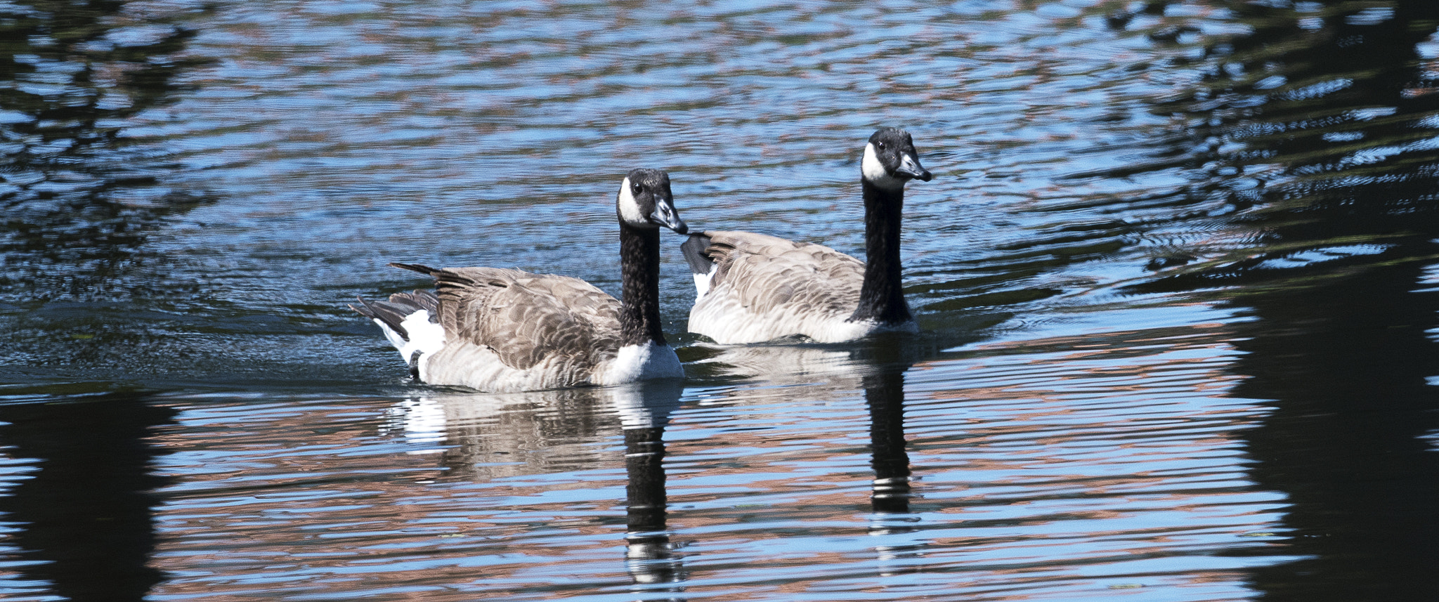 Nikon AF-S Nikkor 800mm F5.6E FL ED VR sample photo. Day at the lake photography
