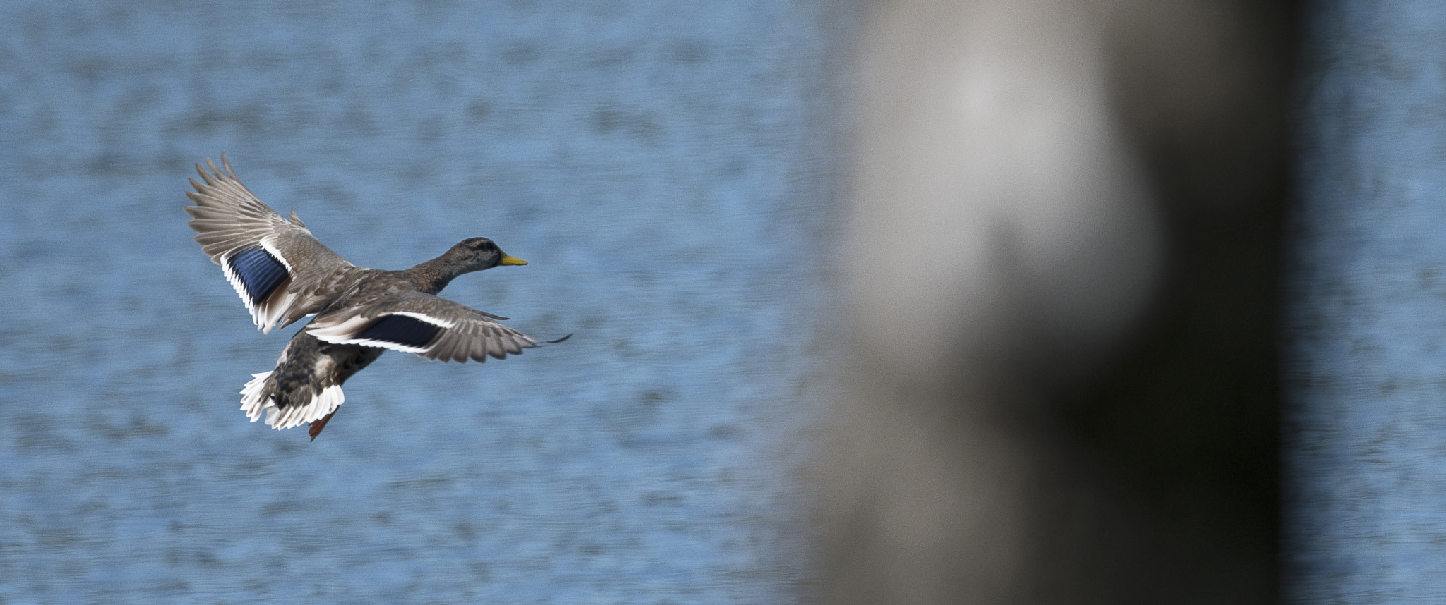Nikon AF-S Nikkor 800mm F5.6E FL ED VR sample photo. Day at the lake photography