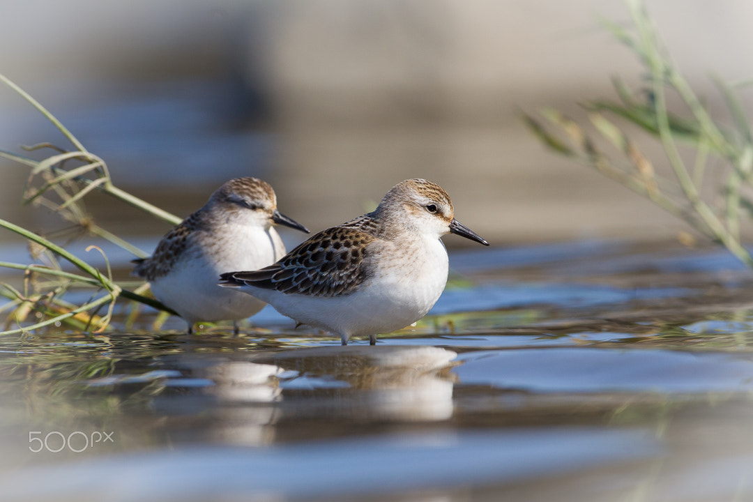 Canon EOS-1D Mark IV sample photo. Sandpipers photography