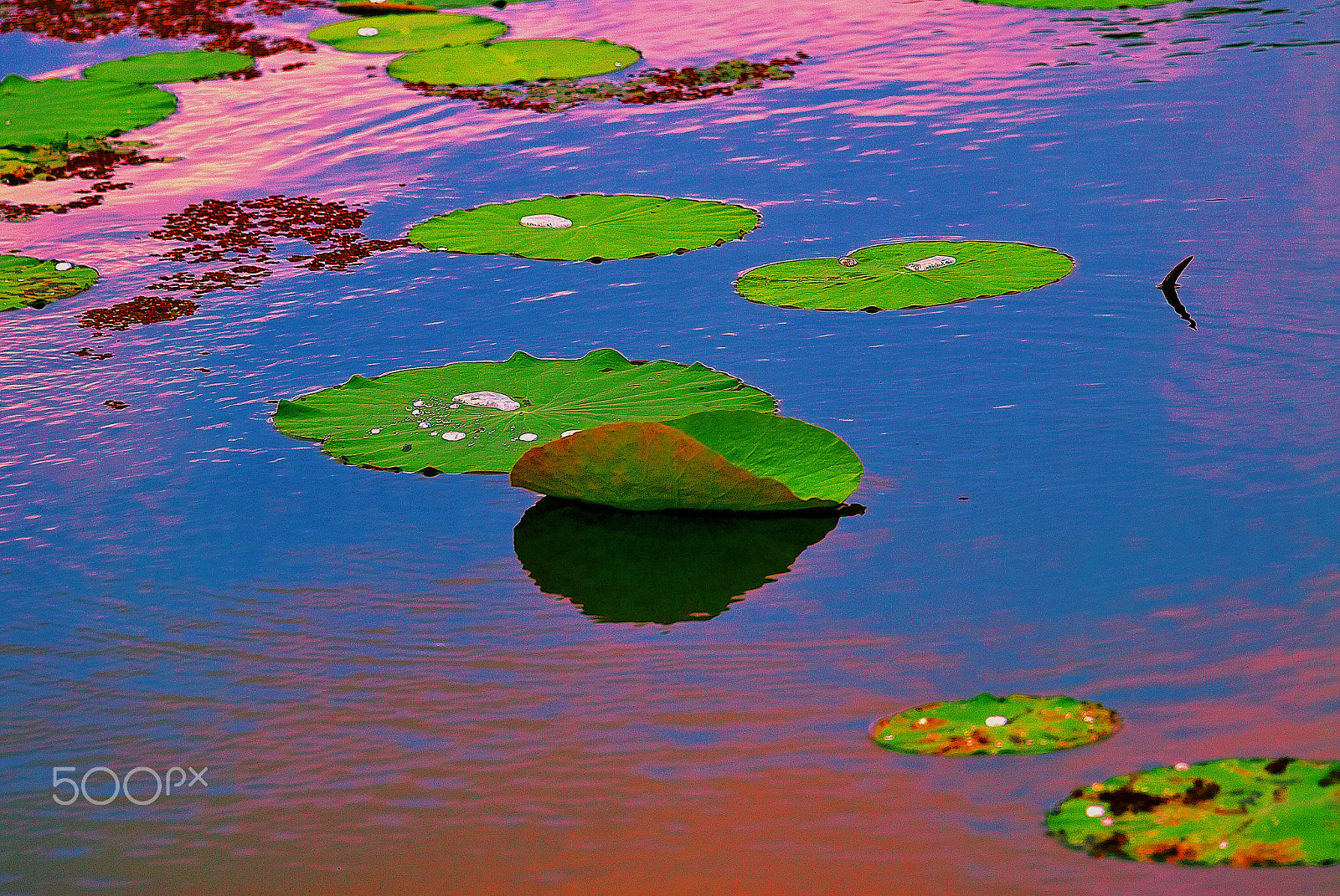 Nikon D200 sample photo. Lotus to be fueled by dusk wind photography