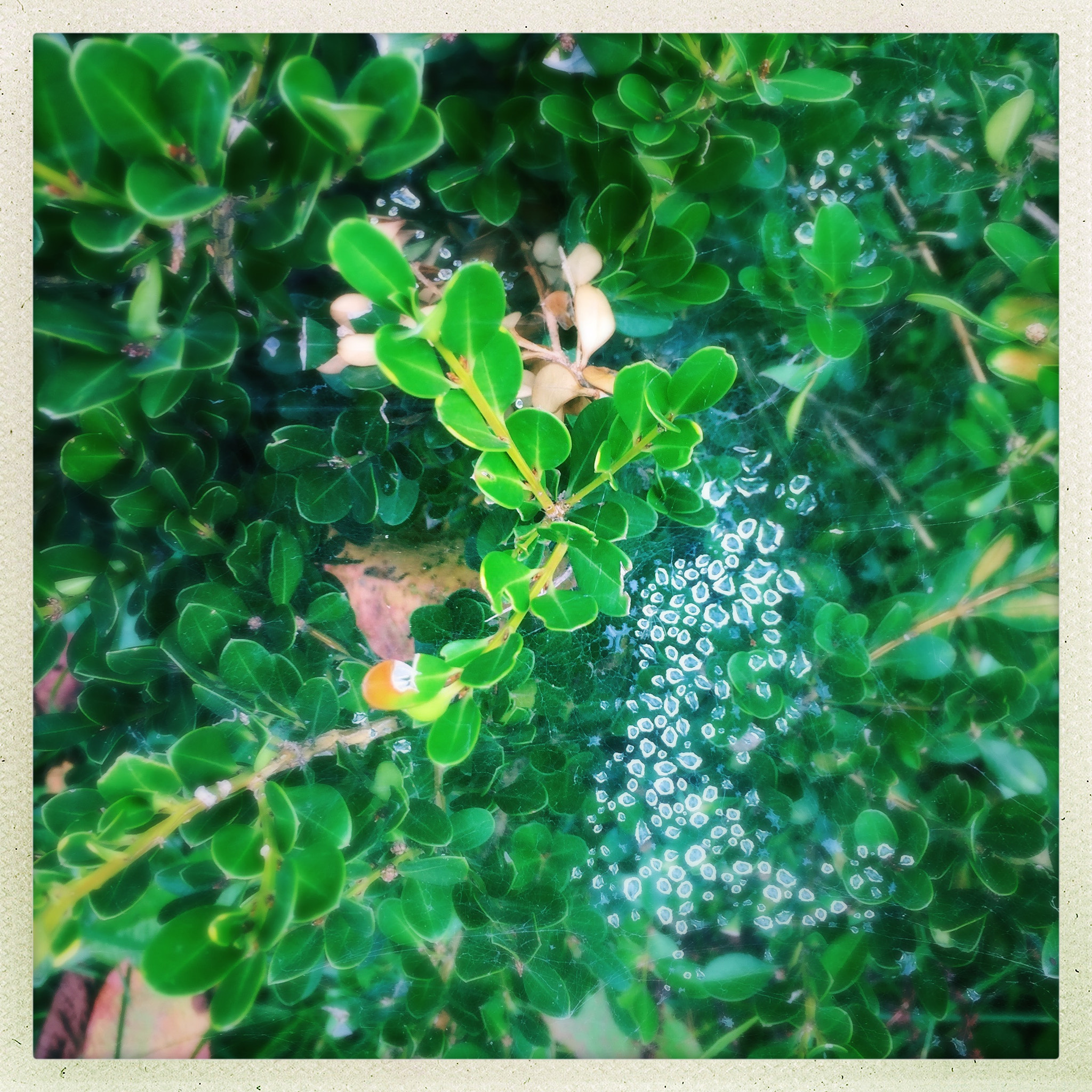 Hipstamatic 321 sample photo. 晨露/by iphone photography