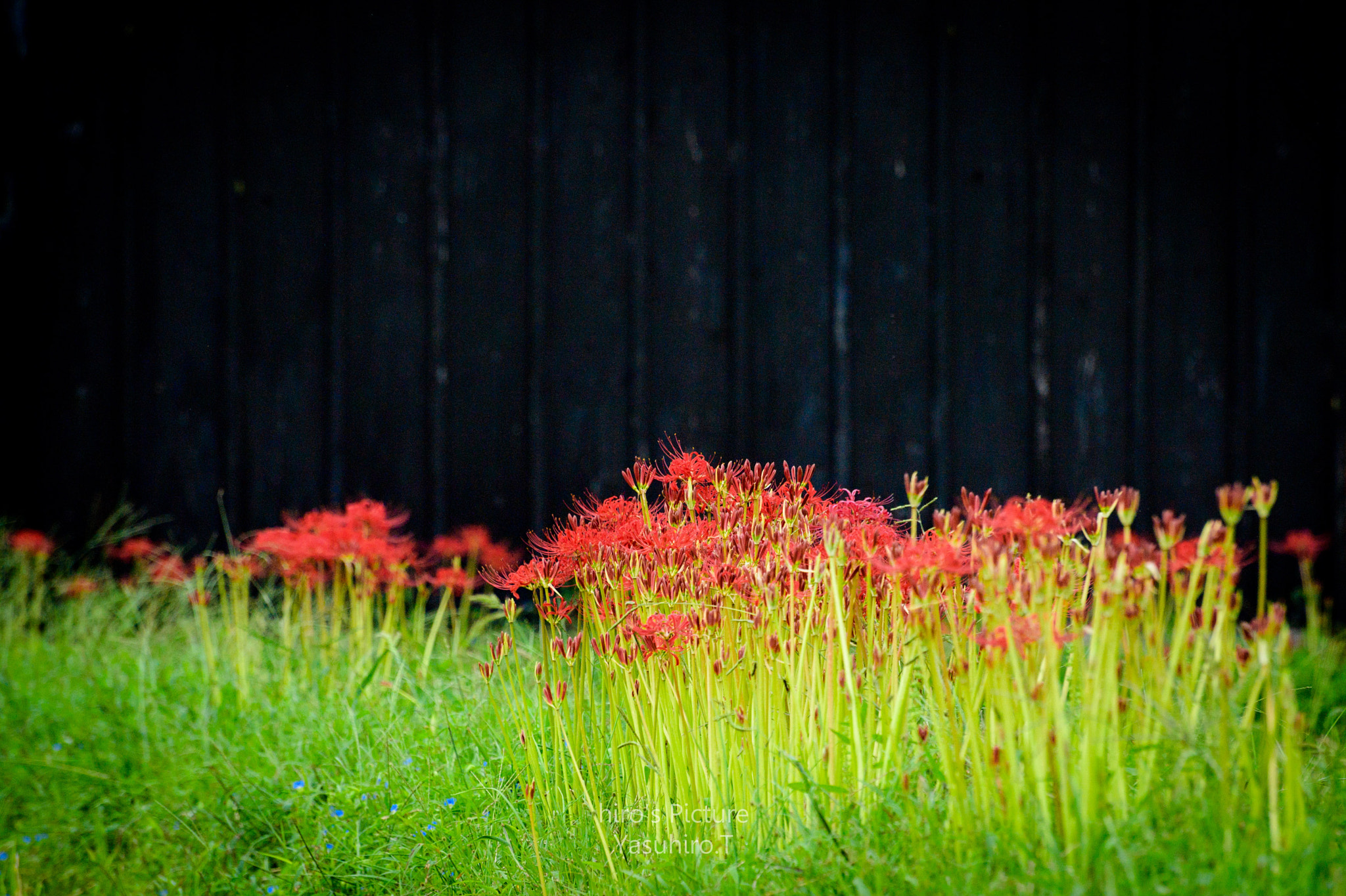 Nikon D5 sample photo. Ccluster amaryllis photography