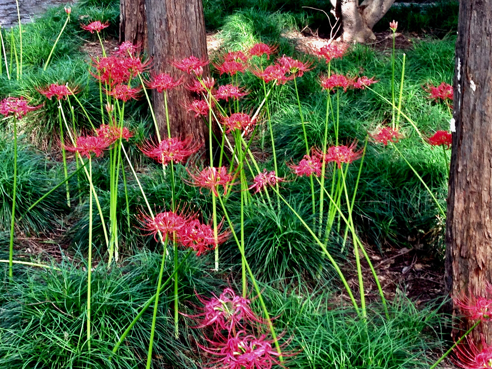 Apple iPhone5,2 sample photo. Equinox flowers 彼岸花 photography