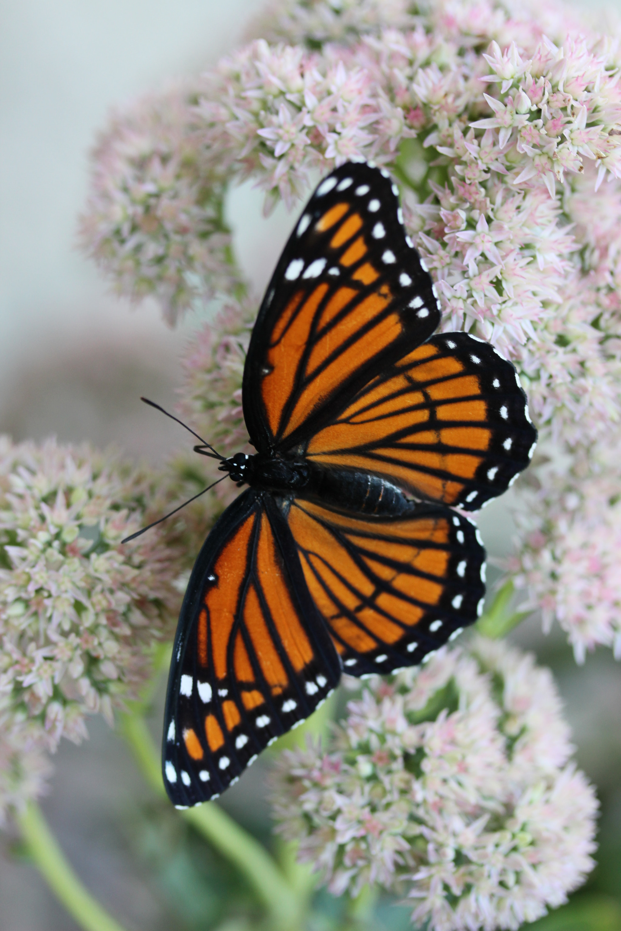 Canon EF-S 60mm F2.8 Macro USM sample photo. Monarch to the left photography