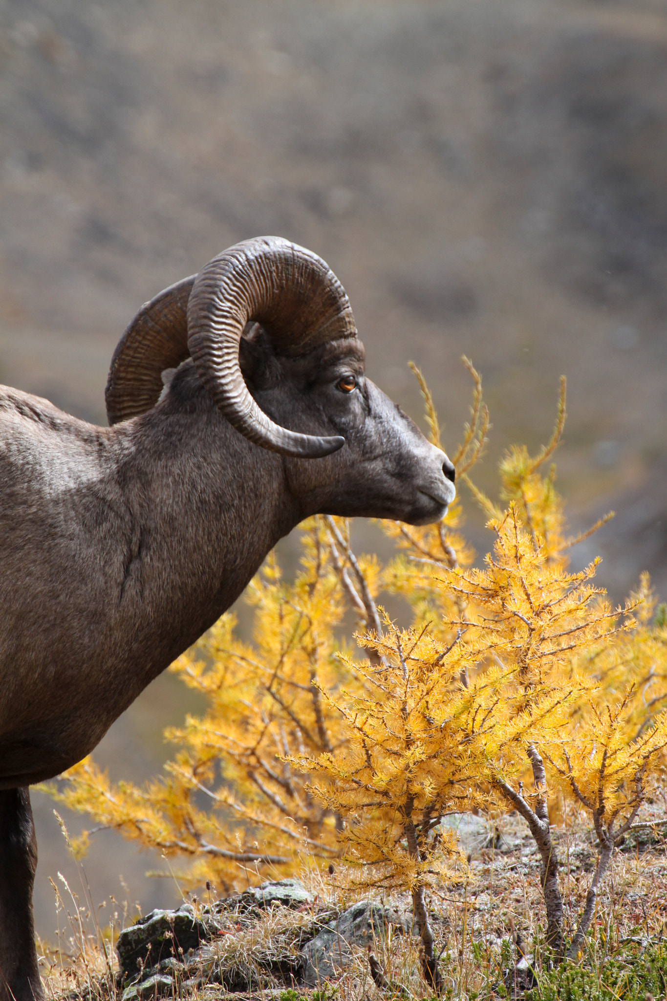Canon EOS 500D (EOS Rebel T1i / EOS Kiss X3) + Tamron SP 35mm F1.8 Di VC USD sample photo. Bighorn sheep (ovis canadensis) photography