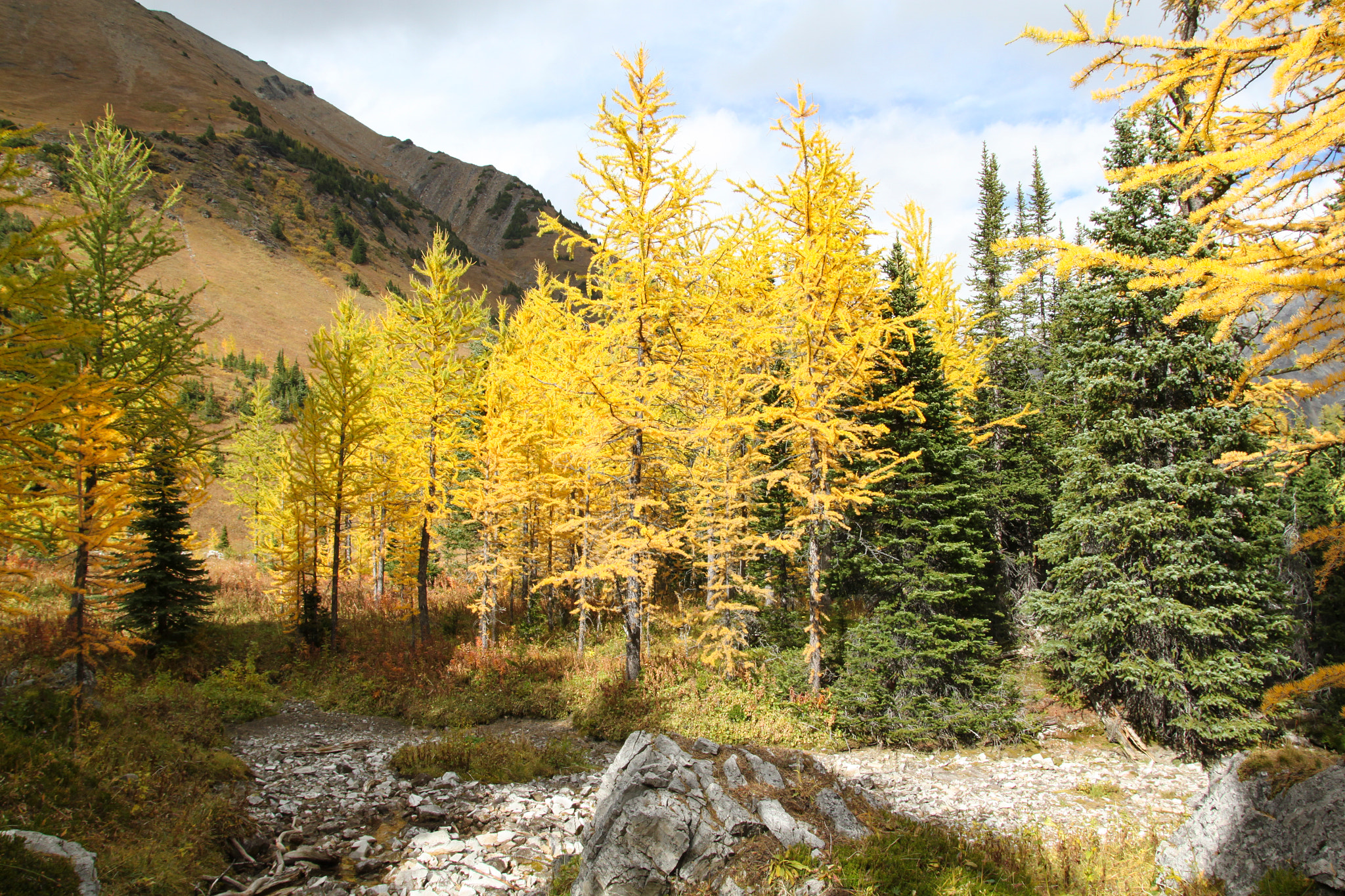 Canon EOS 500D (EOS Rebel T1i / EOS Kiss X3) sample photo. Glowing larches in the sun photography