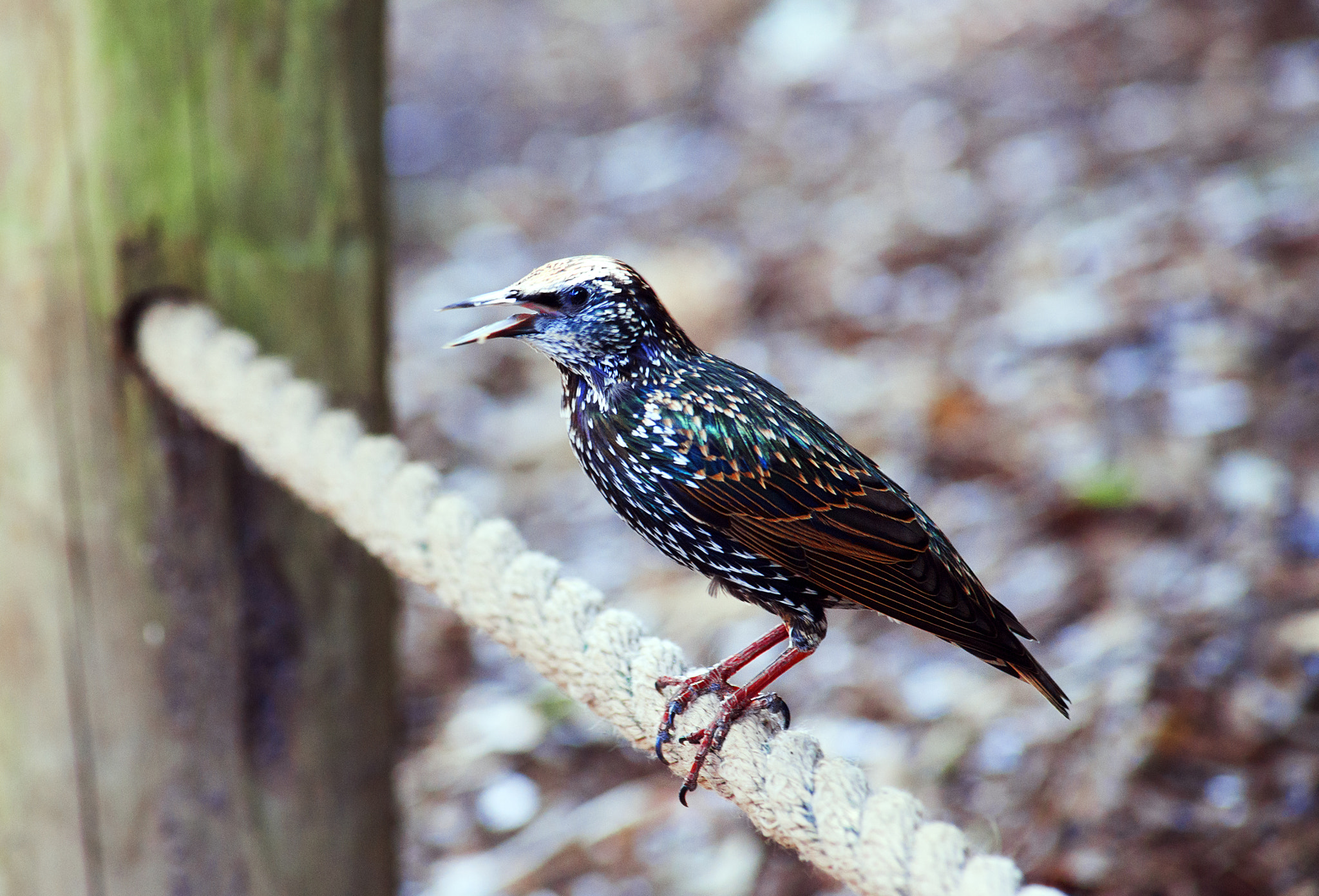 Sony Alpha DSLR-A900 sample photo. Starling photography