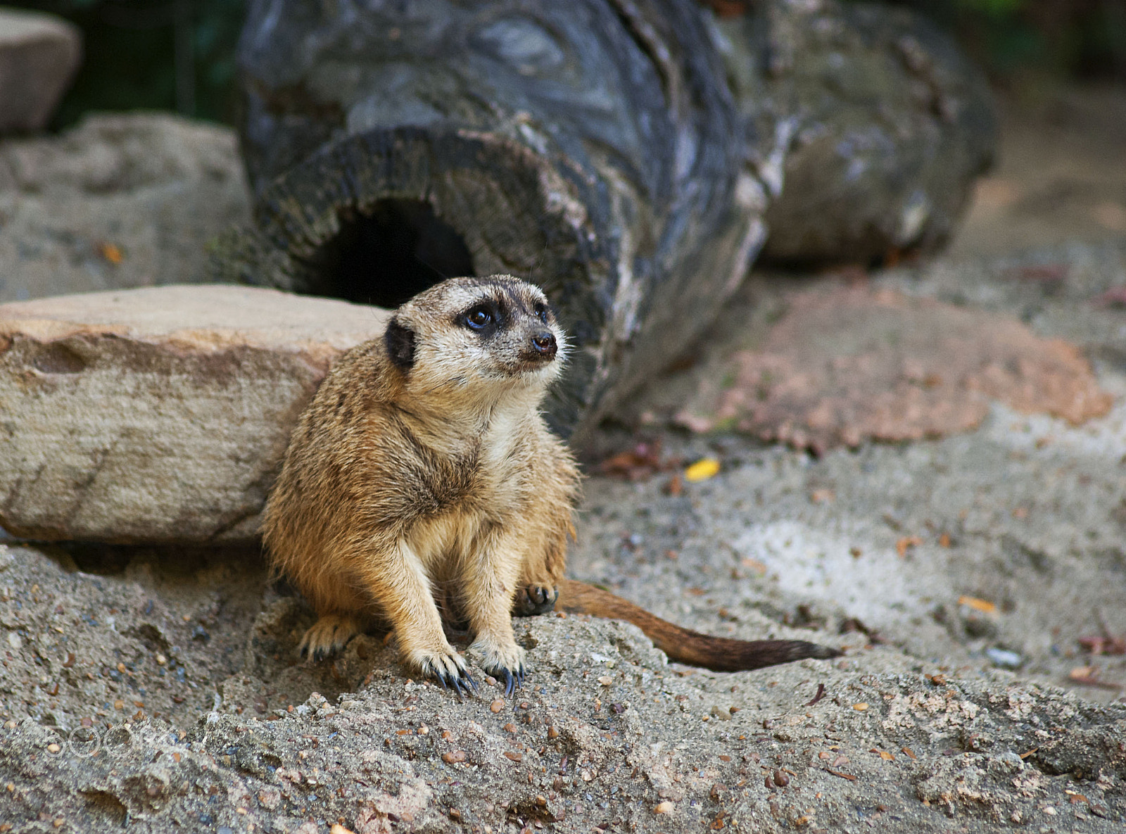 Sigma 70-300mm F4-5.6 APO DG Macro sample photo. Meerkat photography