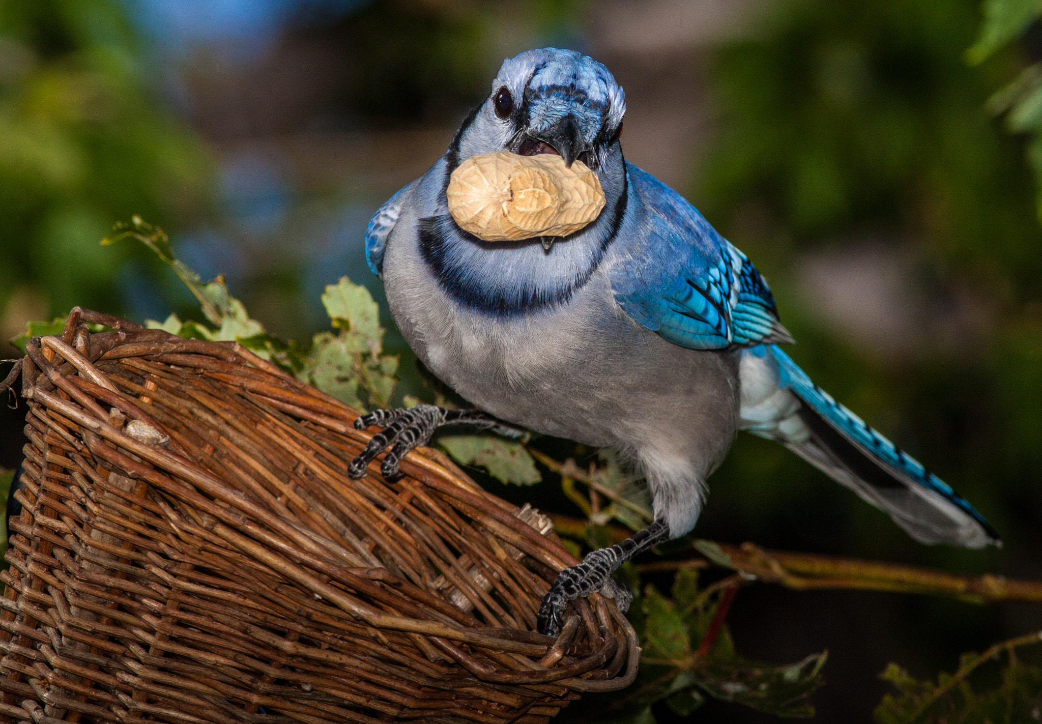Canon EOS 50D + Canon EF 300mm F4L IS USM sample photo. Blue jay peanut snack photography