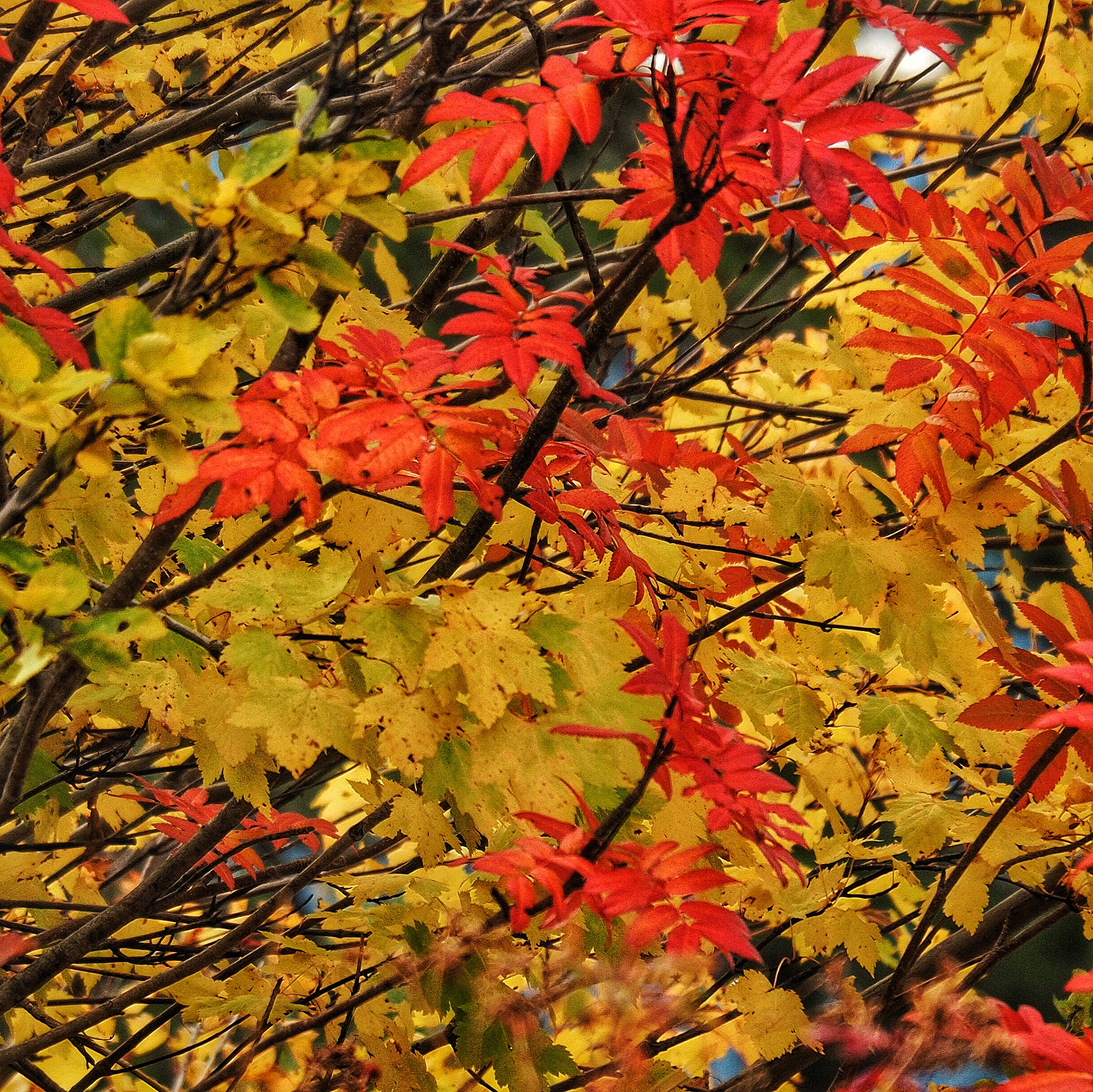 Olympus M.Zuiko Digital ED 14-150mm F4-5.6 sample photo. Fall colors are in season photography