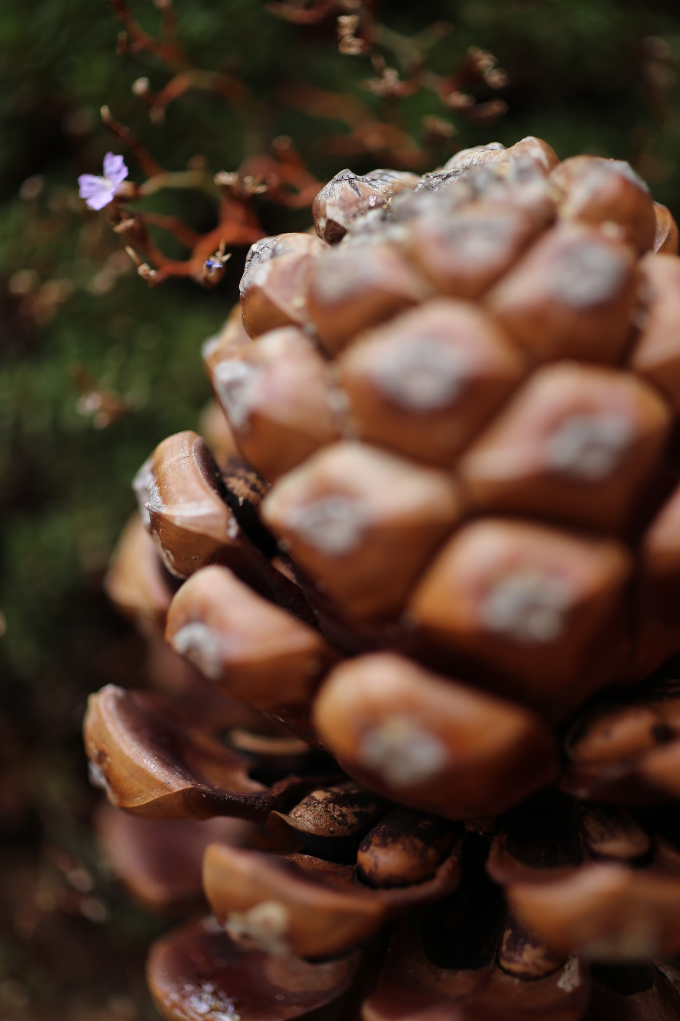 ZEISS Makro-Planar T* 50mm F2 sample photo