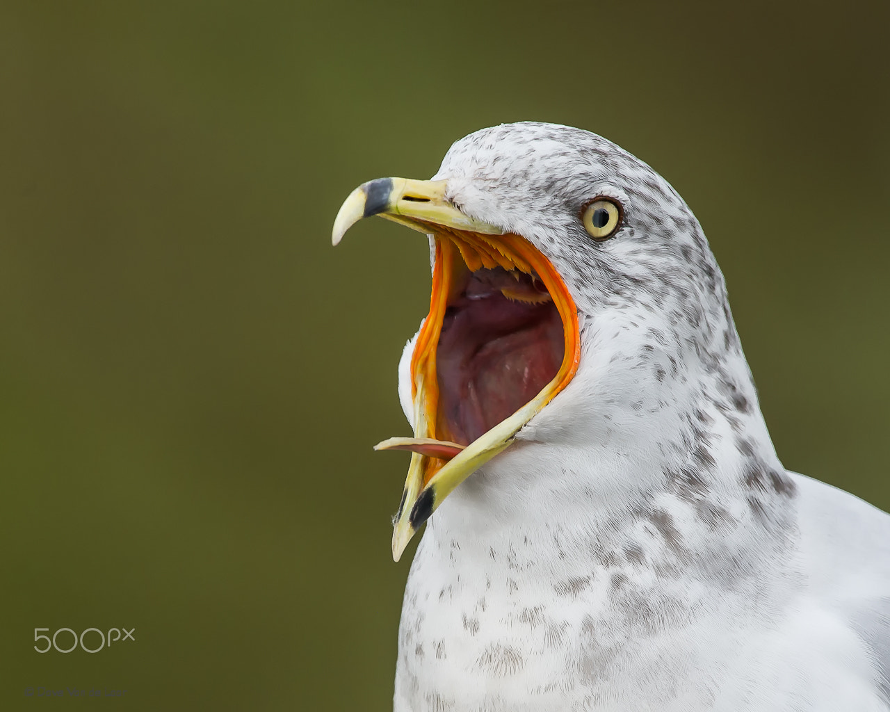 Nikon D3S sample photo. Ring-billed gull photography