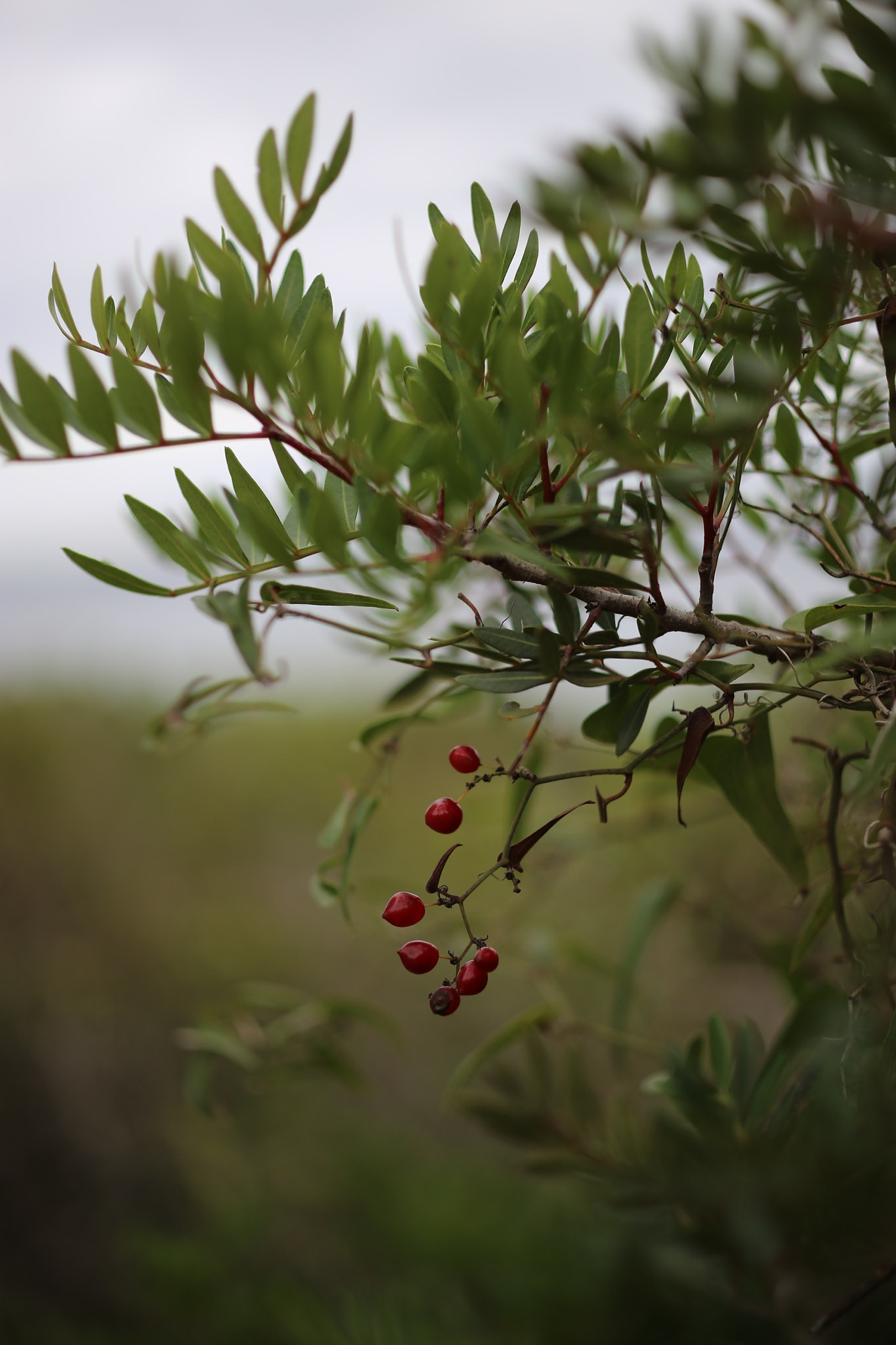 ZEISS Makro-Planar T* 50mm F2 sample photo