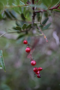ZEISS Makro-Planar T* 50mm F2 sample photo