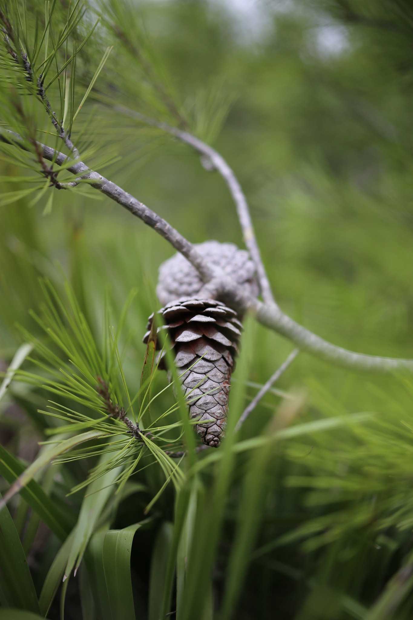 ZEISS Makro-Planar T* 50mm F2 sample photo