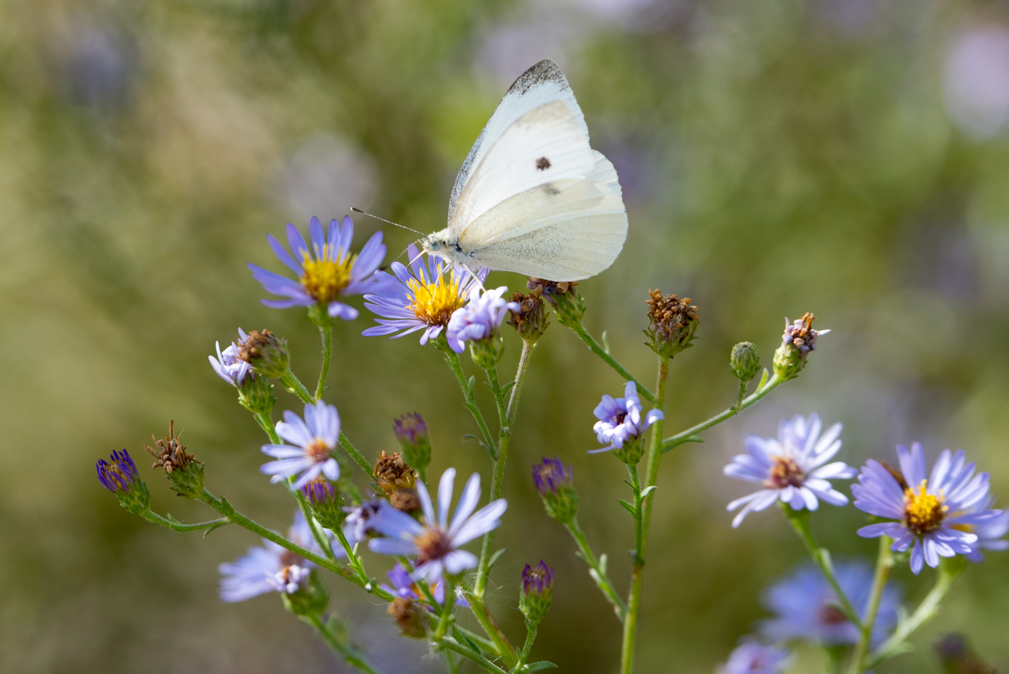 Nikon D810 + Sigma 18-200mm F3.5-6.3 DC OS HSM sample photo. Dsc photography