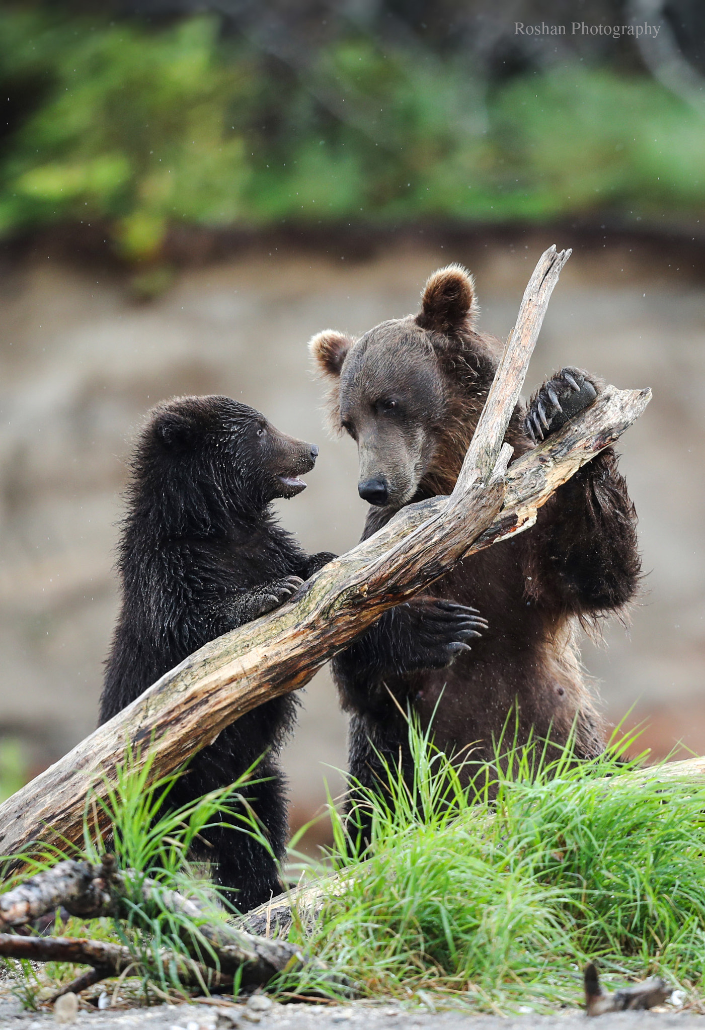 Canon EF 400mm F2.8L IS USM sample photo. Mother's true love... photography