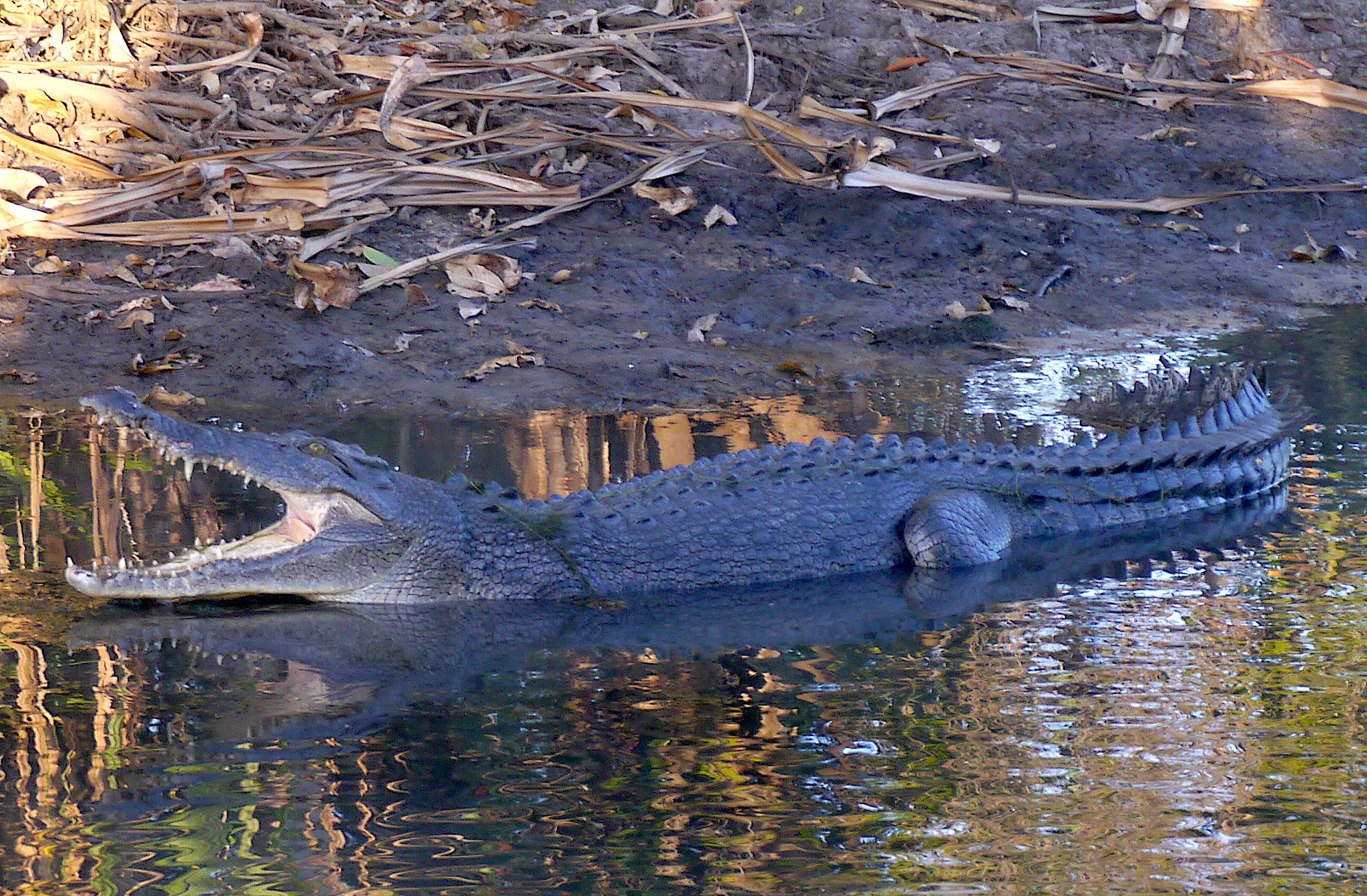 Panasonic Lumix DMC-GX1 sample photo. Get your distance...croc threat photography