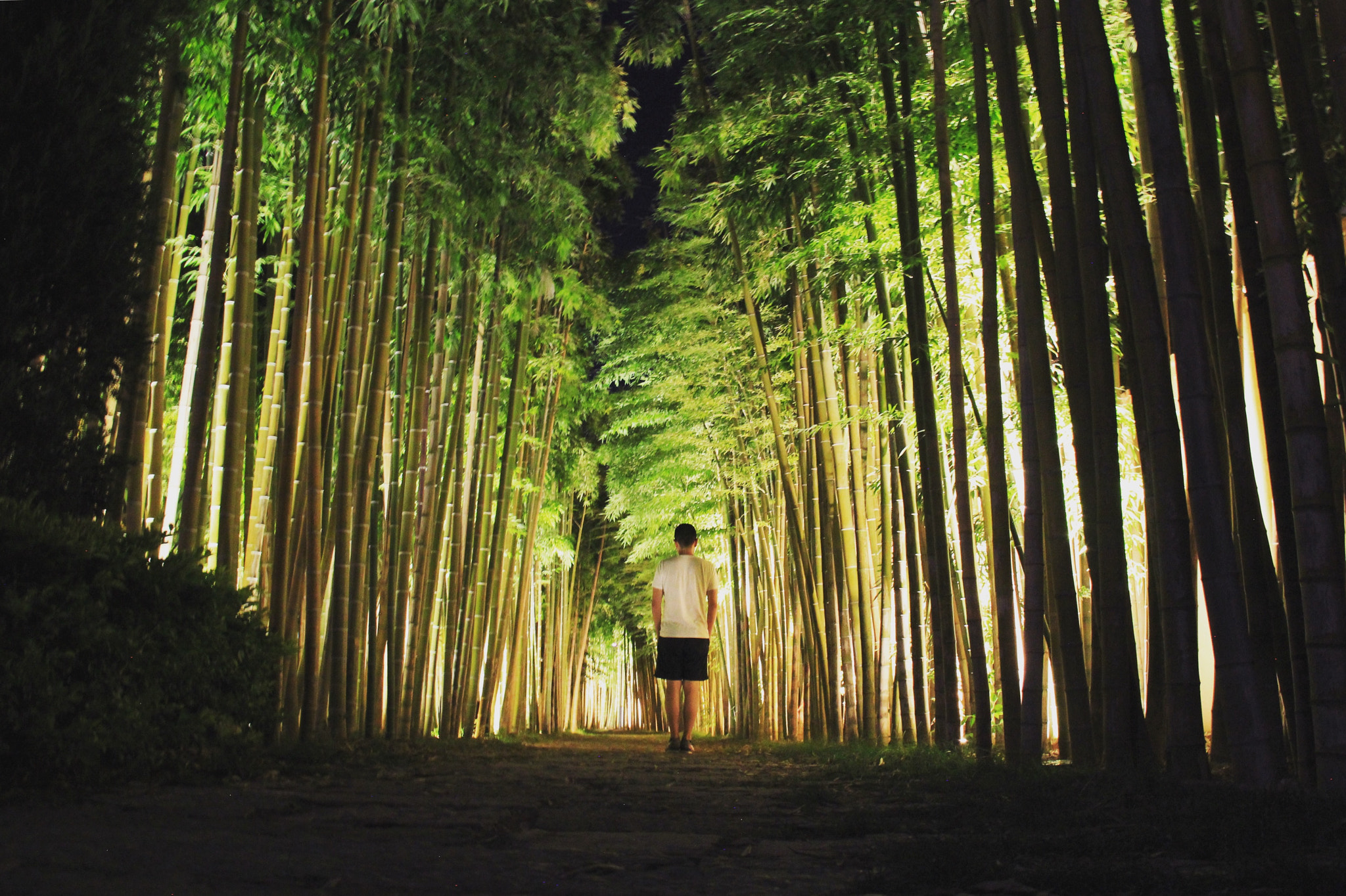 Canon EF-S 18-200mm F3.5-5.6 IS sample photo. Bamboo photography