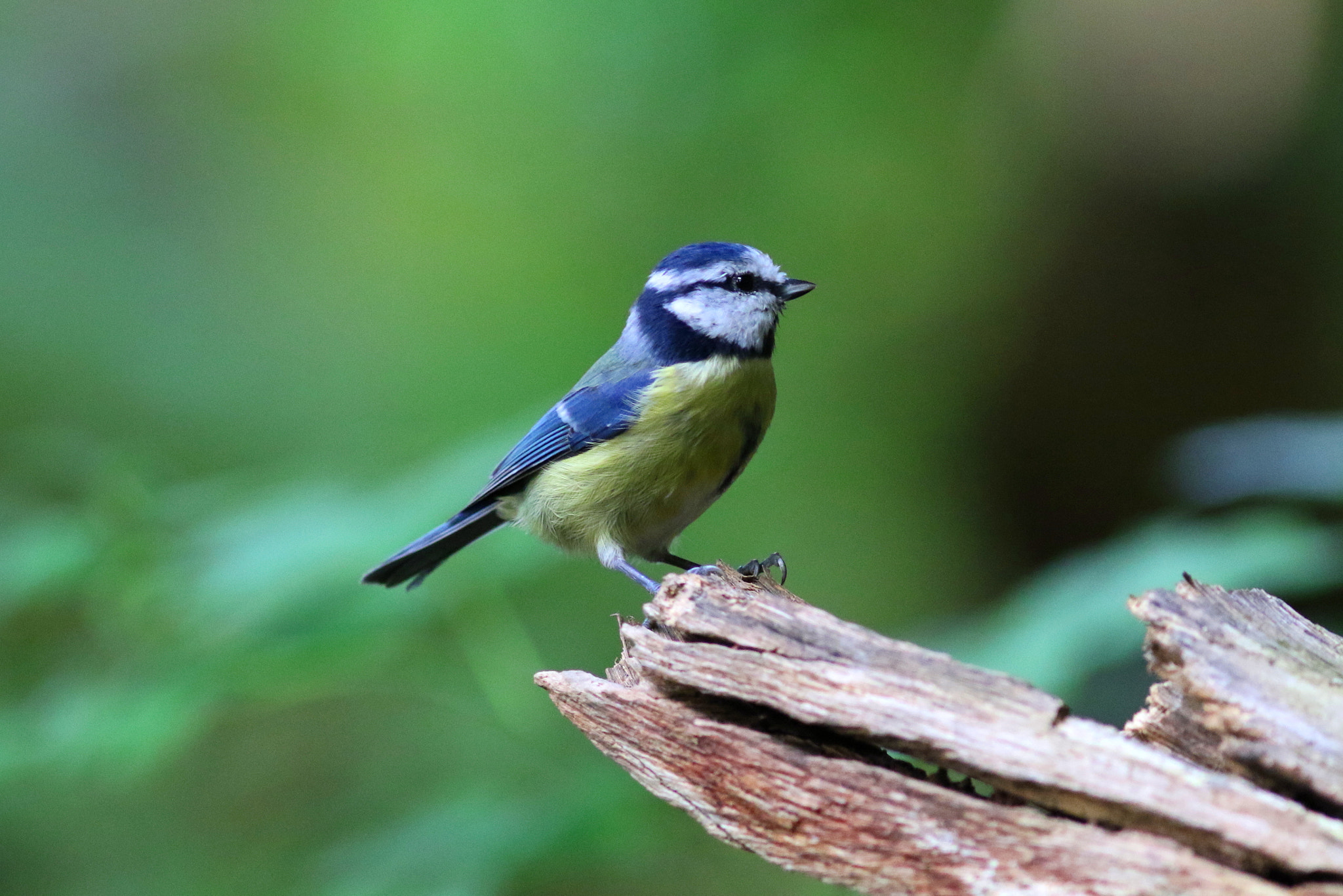 Canon EF 300mm F4L IS USM sample photo. Blue tit photography