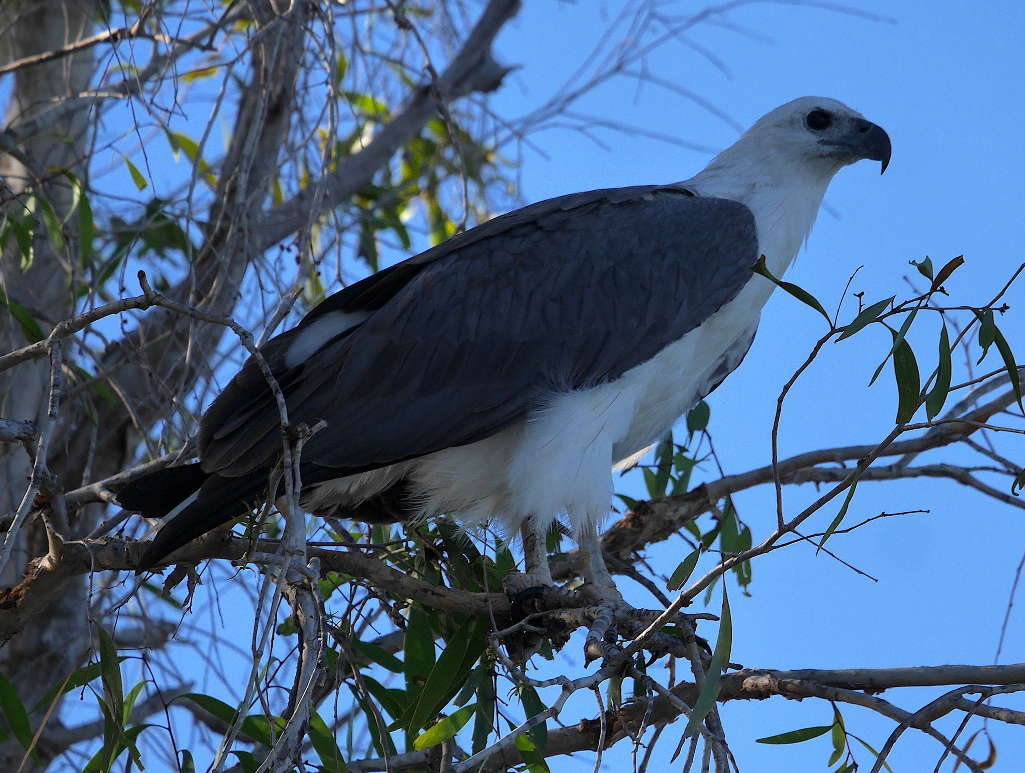 Panasonic Lumix DMC-GX7 sample photo. Big fish eagle photography