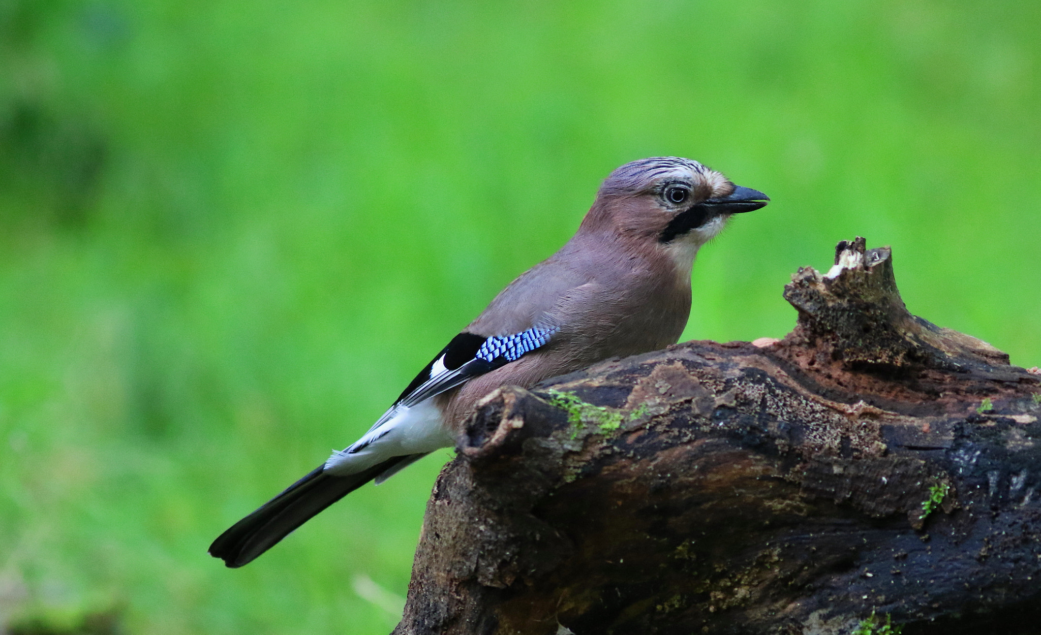 Canon EF 300mm F4L IS USM sample photo. Jay photography