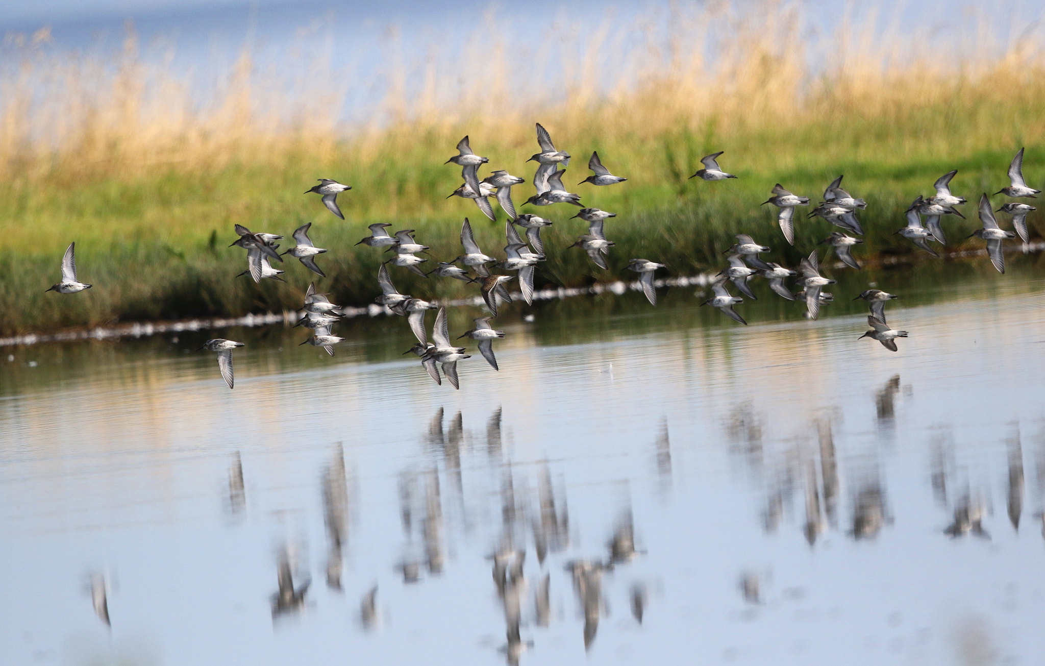 Canon EF 500mm F4L IS II USM sample photo. Flock of dunlin photography
