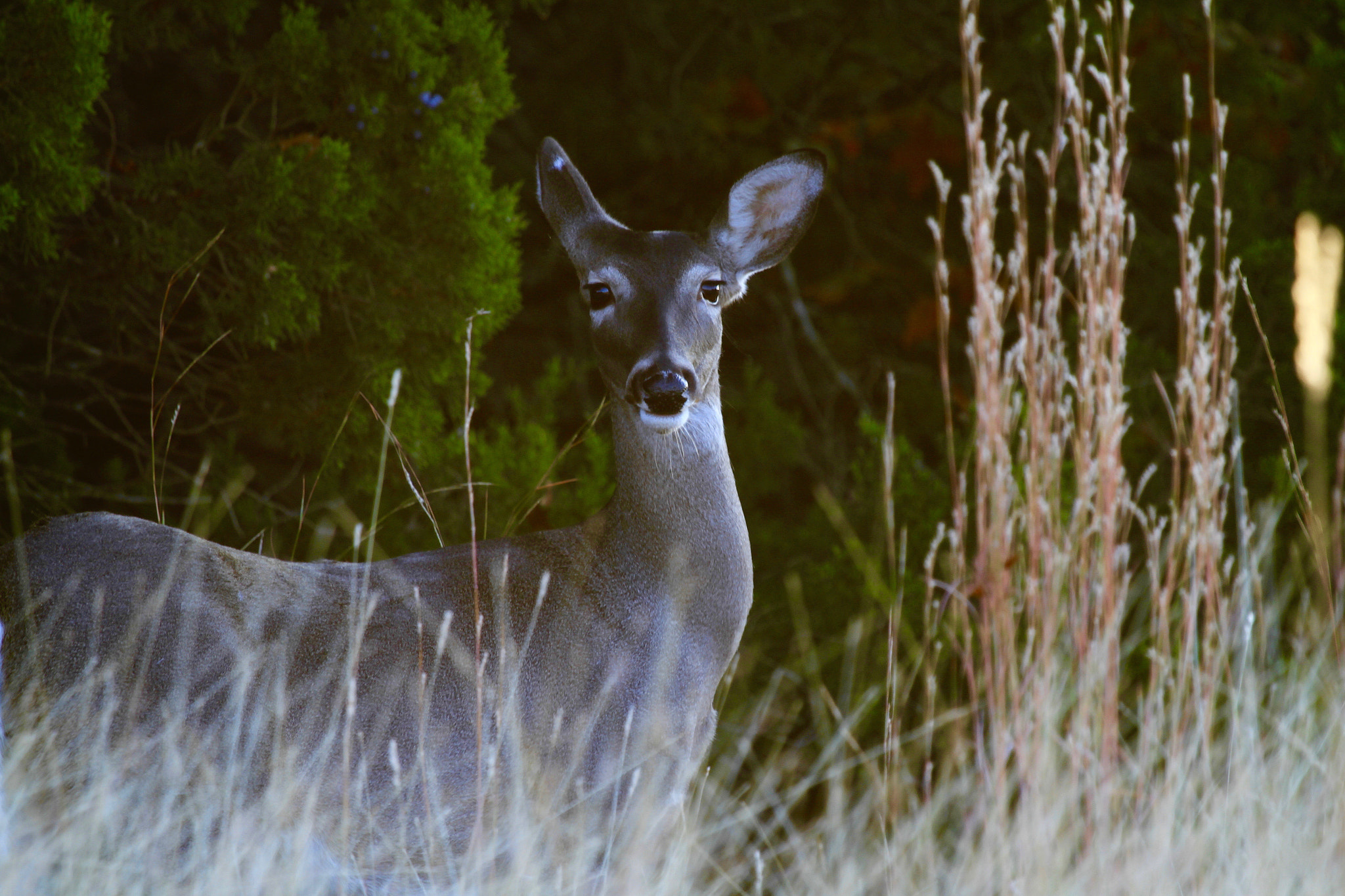 Canon EF 100-400mm F4.5-5.6L IS USM sample photo. I hear you... i see you! photography