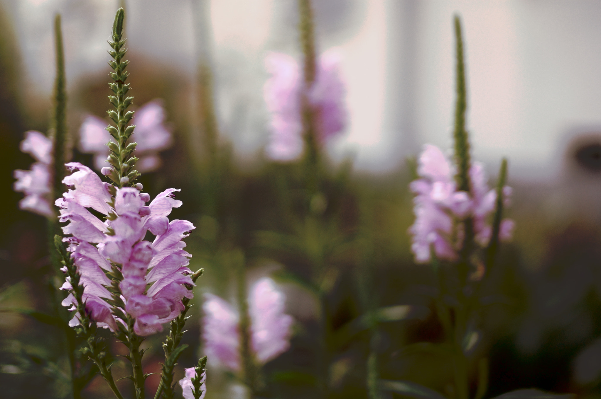 Voigtlander Ultron 40mm F2 SLII Aspherical sample photo. With fantastic beauty. photography