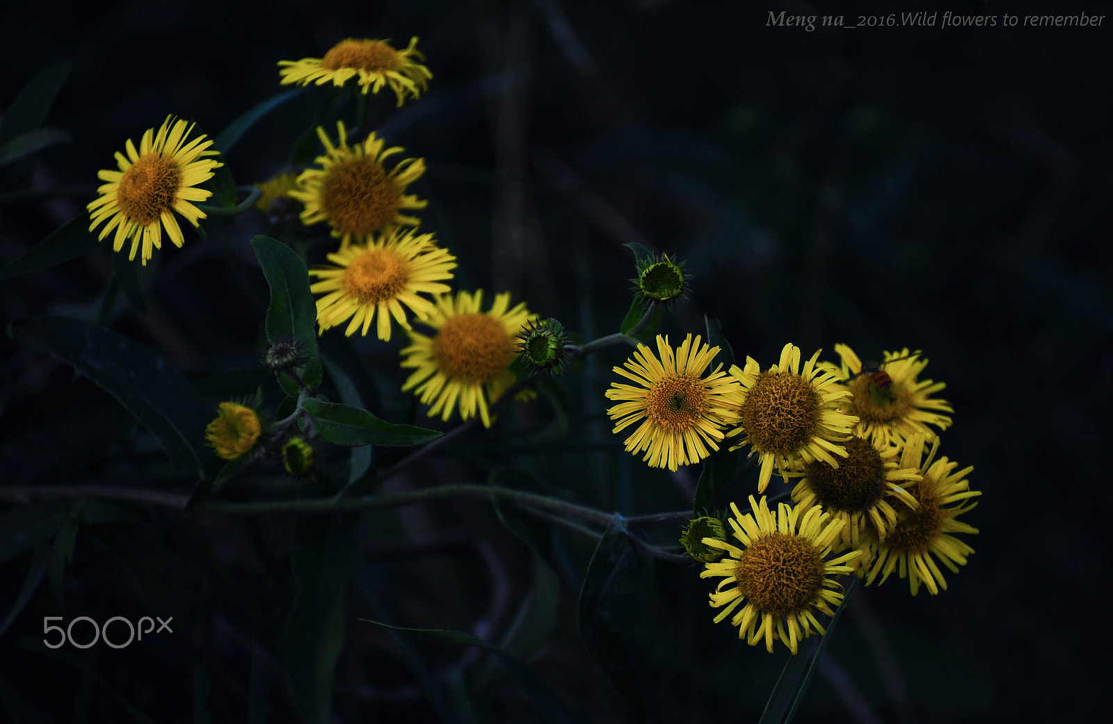Nikon D3 sample photo. Wild flowers to remember photography