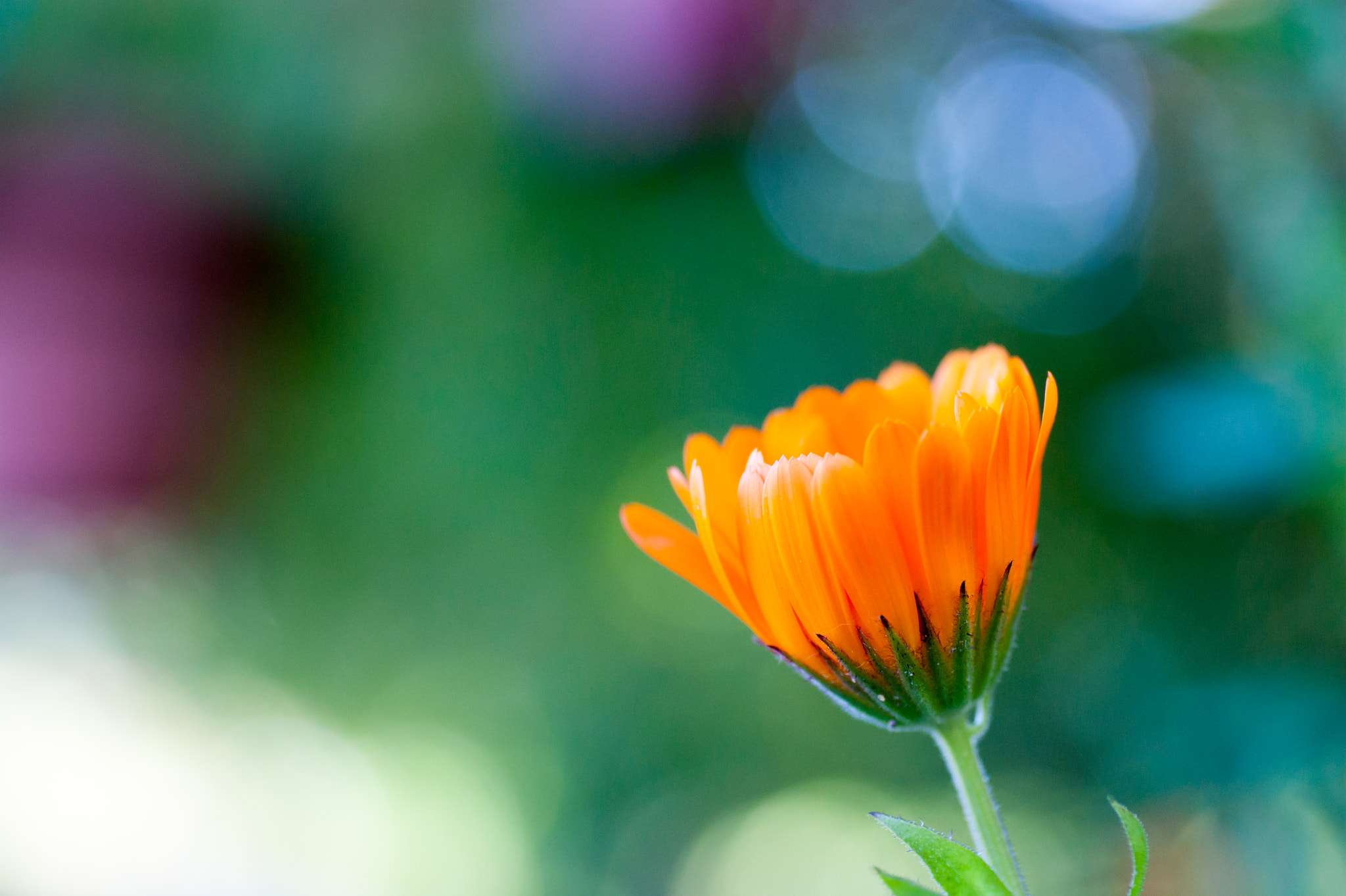 Sony Alpha DSLR-A350 + Minolta AF 50mm F3.5 Macro sample photo. Perfect colors photography