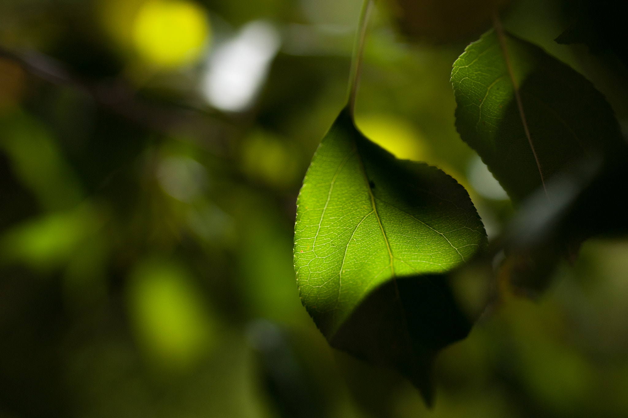 Sony Alpha DSLR-A350 + Minolta AF 50mm F3.5 Macro sample photo. Green shadows photography