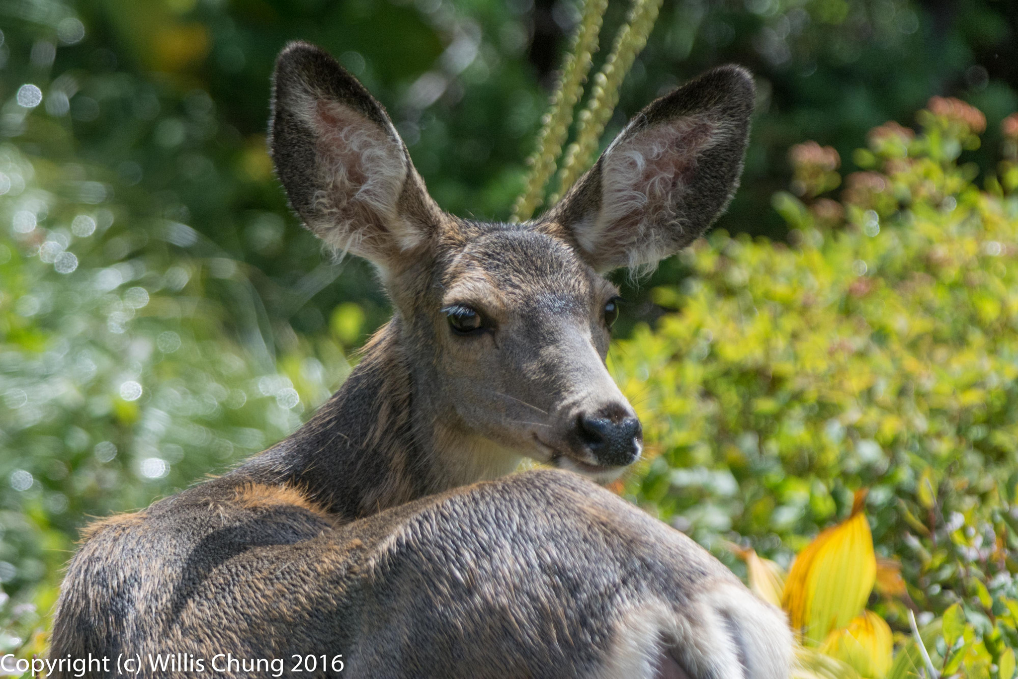 Nikon AF-S Nikkor 300mm F2.8G ED-IF VR sample photo. Mule deer checking around before eating photography