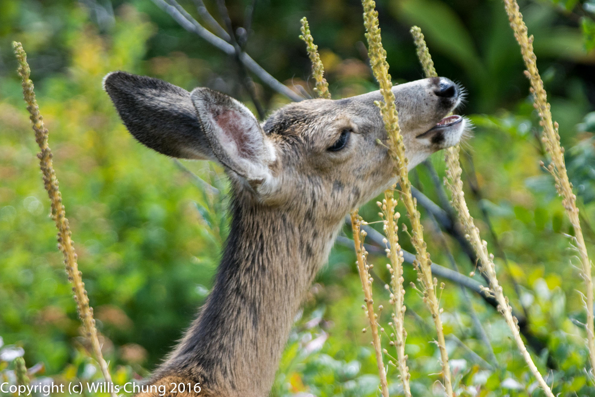 Nikon AF-S Nikkor 300mm F2.8G ED-IF VR sample photo. Mule deer looking at lunch photography