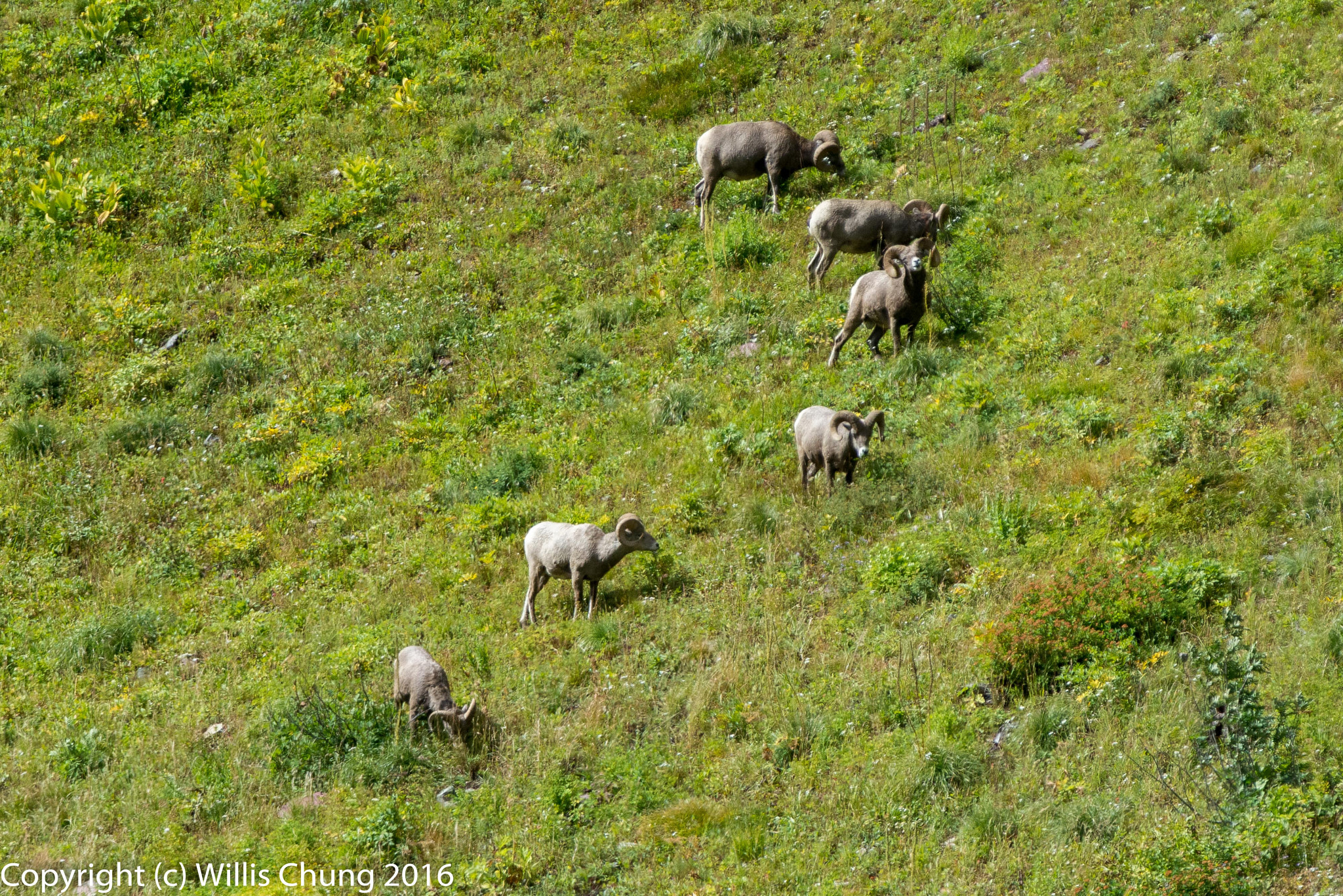 Nikon AF-S Nikkor 300mm F2.8G ED-IF VR sample photo. Bighorn sheep grazing above grinnell lake photography